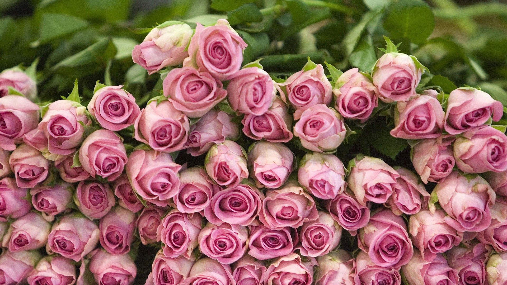Laden Sie das Rosa, Berg, Liegen, Blumen, Roses, Sich Hinlegen-Bild kostenlos auf Ihren PC-Desktop herunter