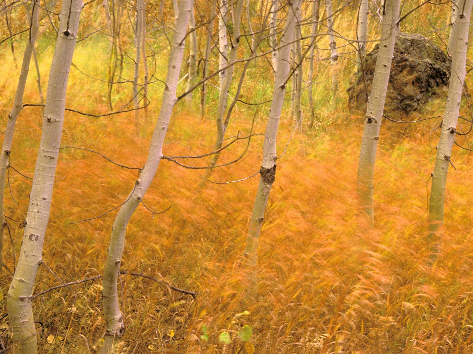 Скачать обои бесплатно Природа, Трава, Лес, Деревья, Осень картинка на рабочий стол ПК