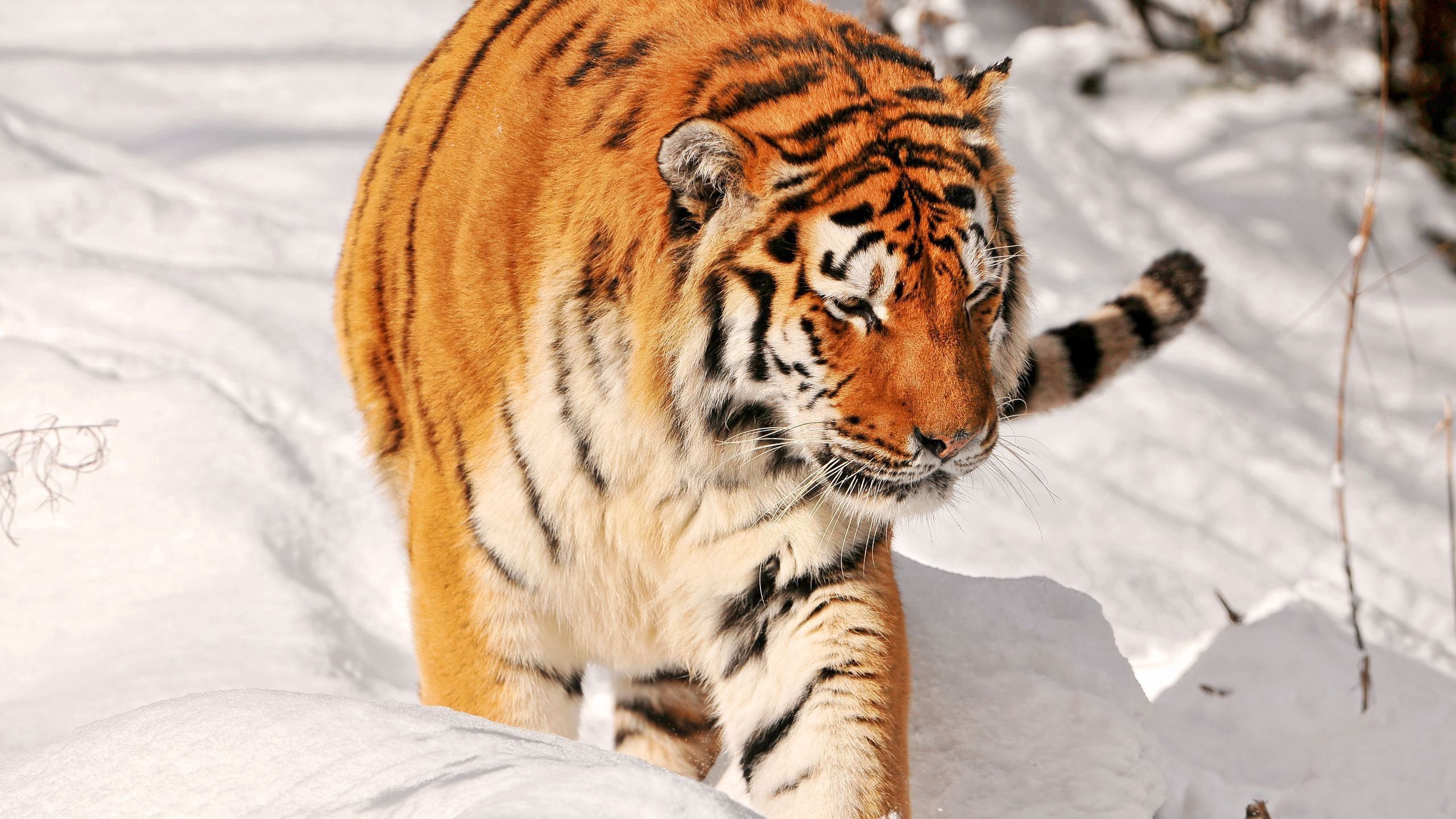 Скачать обои бесплатно Прогулка, Снег, Животные, Хищник, Тигр картинка на рабочий стол ПК