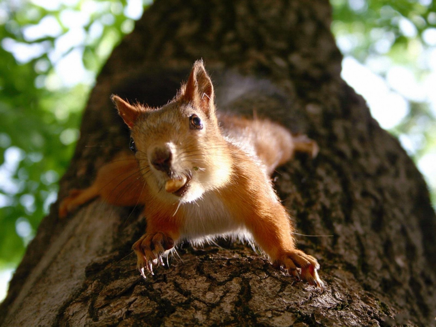Free download wallpaper Animals, Squirrel on your PC desktop