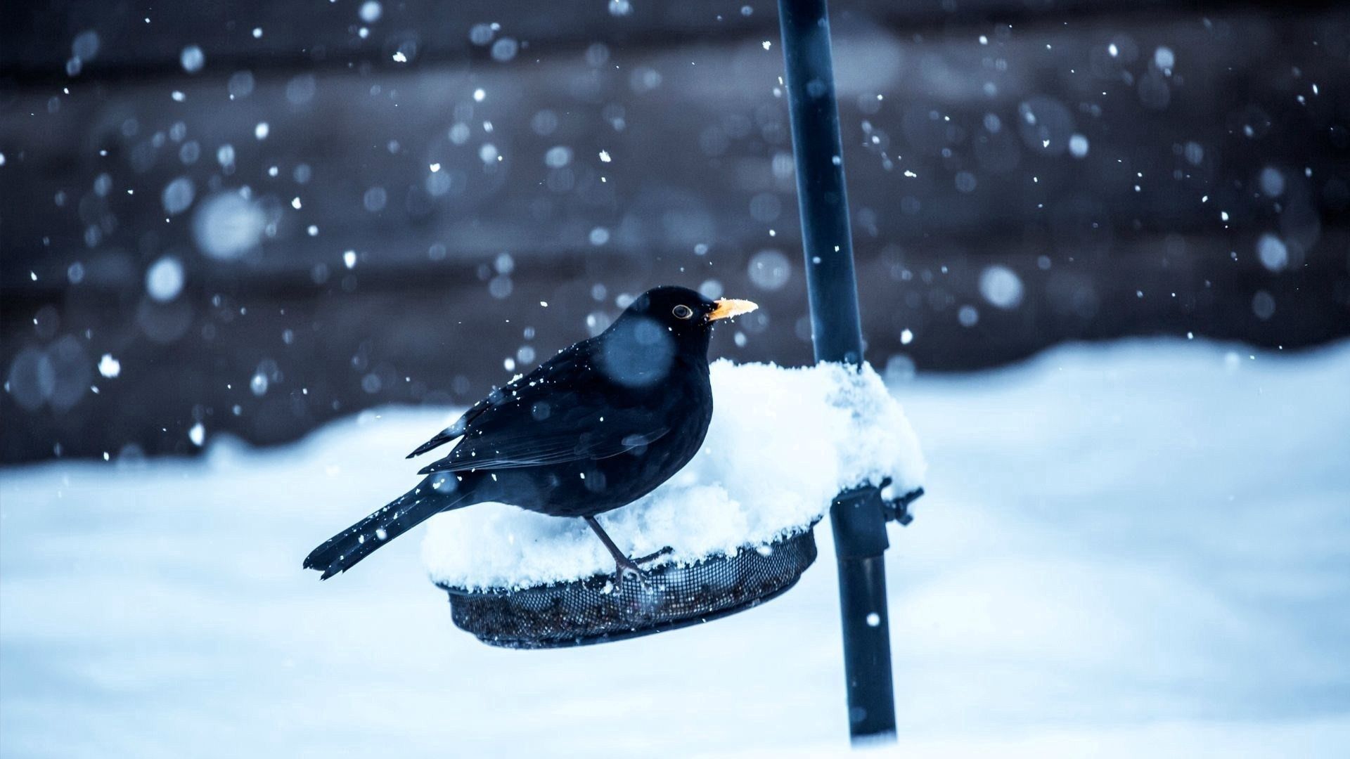 Descarga gratis la imagen Invierno, Cuervo, Animales, Nieve, Pájaro en el escritorio de tu PC