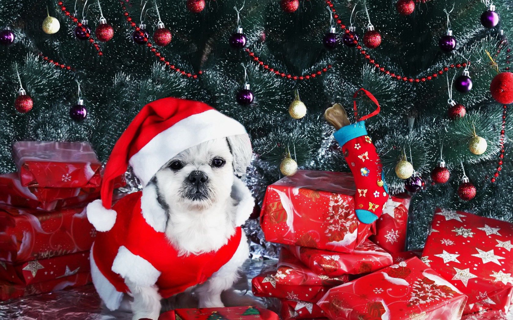 122357 завантажити шпалери ялинку, подарунки, новий рік, свята, прикраси, собака, пес, ялинка - заставки і картинки безкоштовно