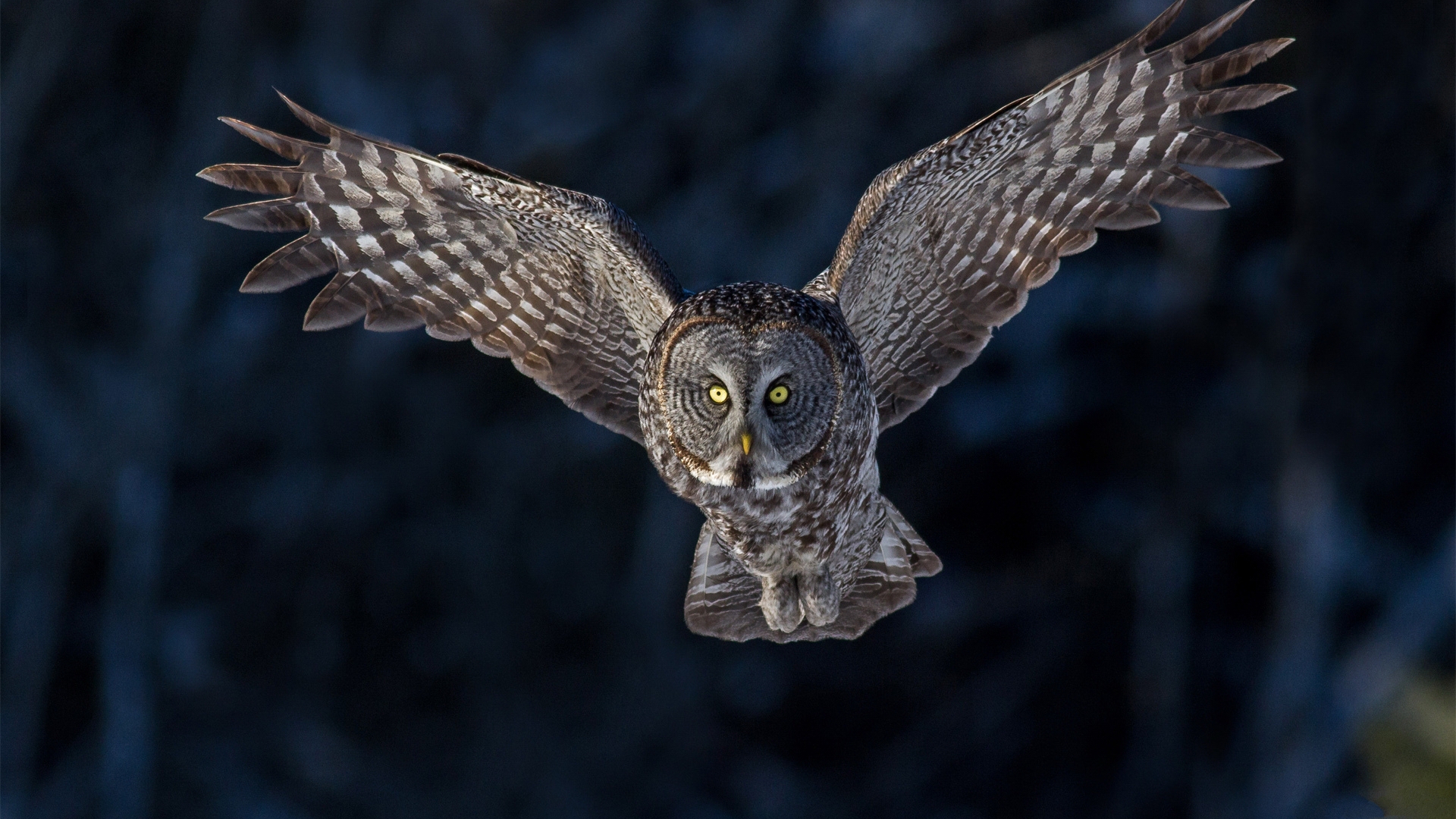 Baixar papel de parede para celular de Coruja, Aves, Animais gratuito.