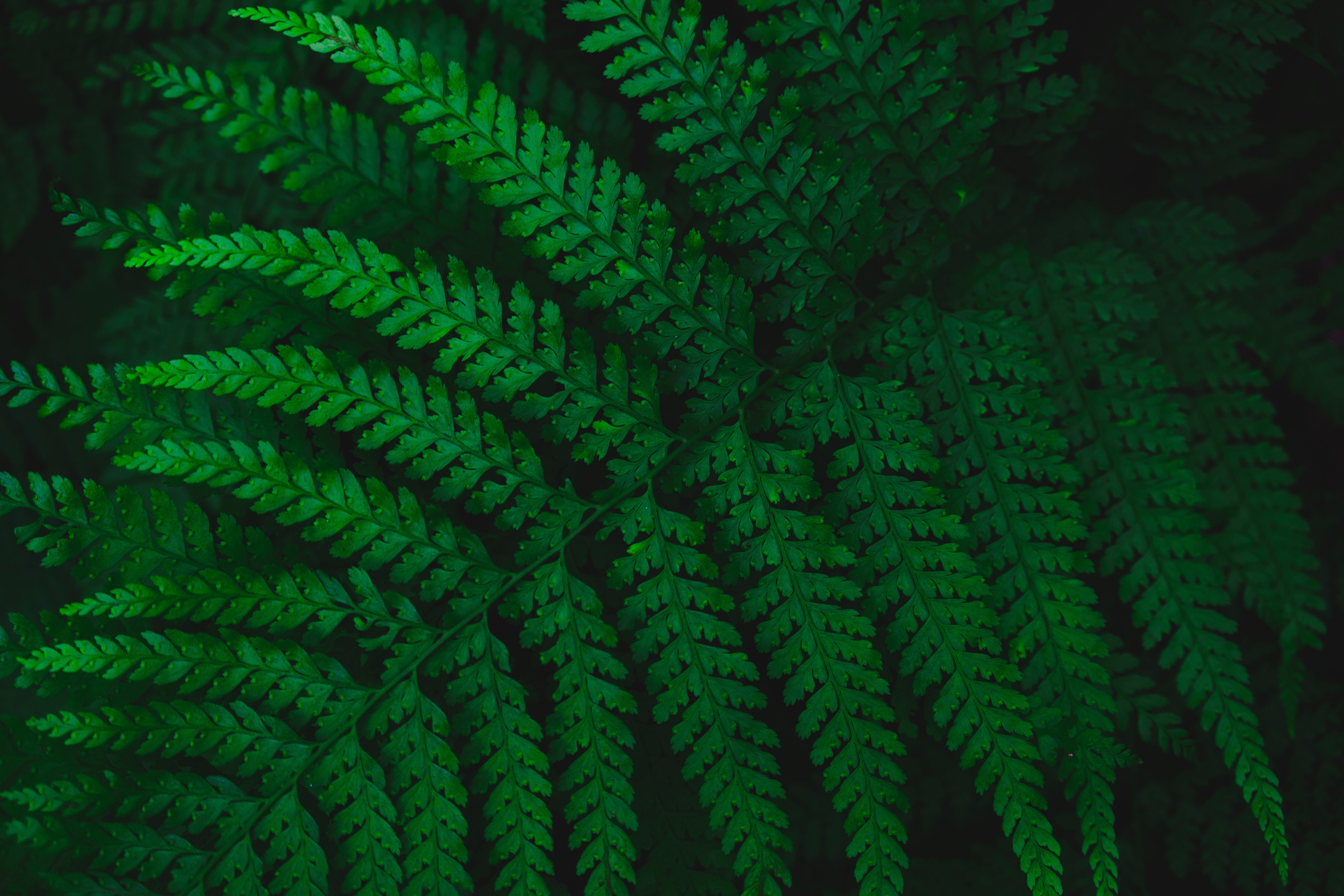 fern, leaves, green, macro, sheet, leaf, carved, vegetation