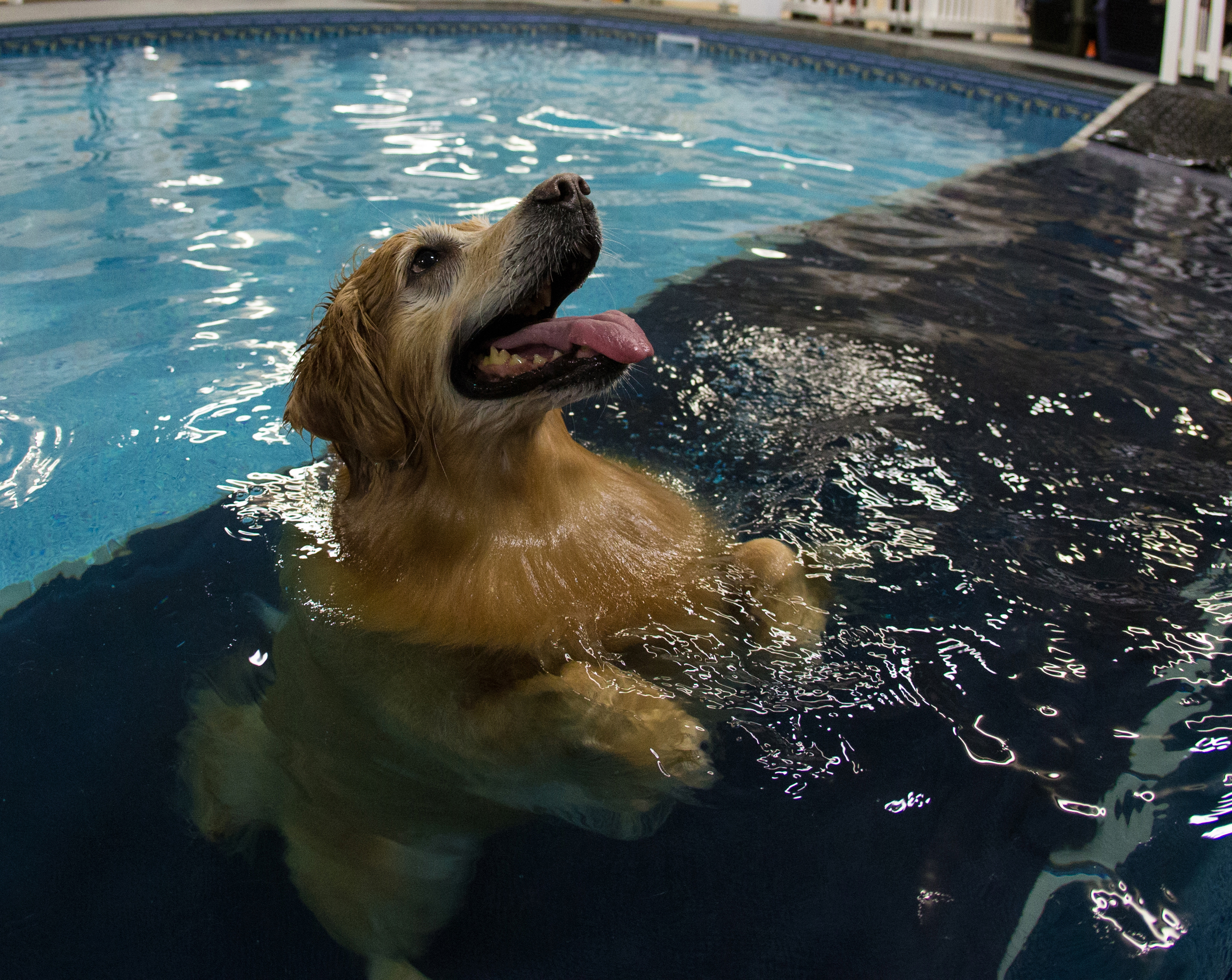 Baixar papel de parede para celular de Animais, Cães, Cão gratuito.