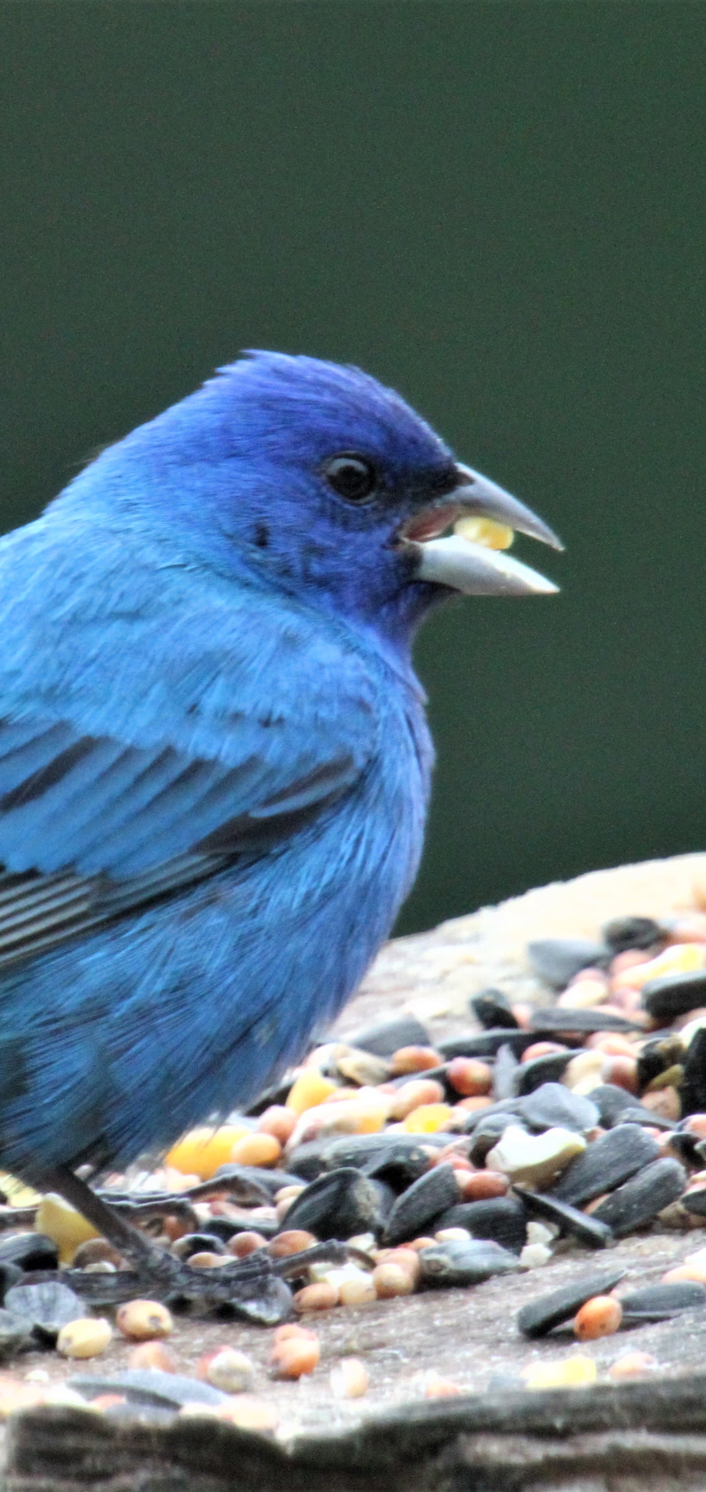 1152422 Hintergrundbild herunterladen tiere, indigo ammer, blau, vogel, vögel - Bildschirmschoner und Bilder kostenlos