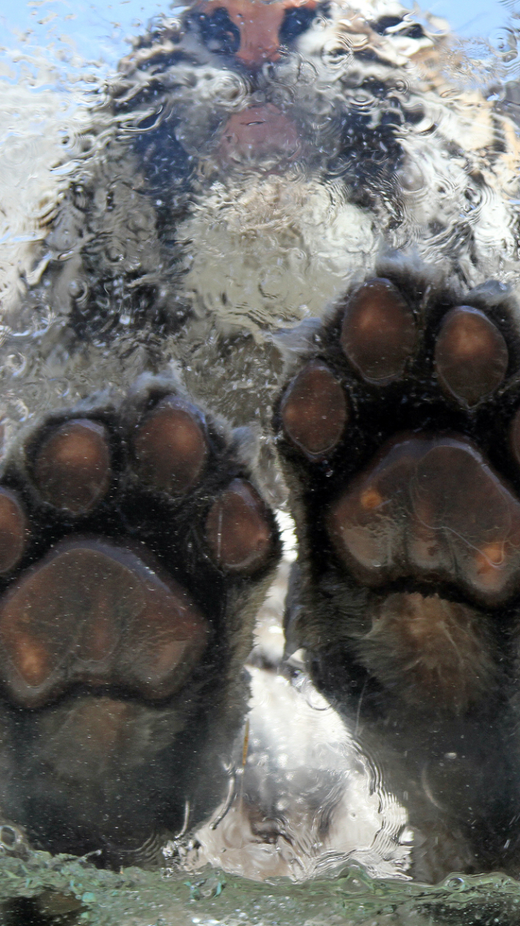 Handy-Wallpaper Tiere, Katzen, Tiger kostenlos herunterladen.