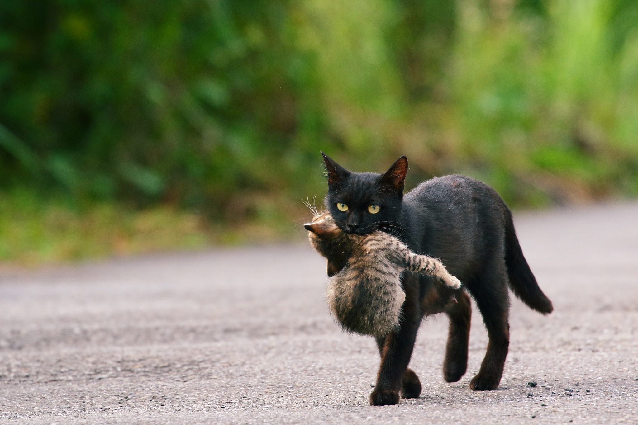 Descarga gratuita de fondo de pantalla para móvil de Animales, Gatos, Gato, Gatito, Bebe Animal.