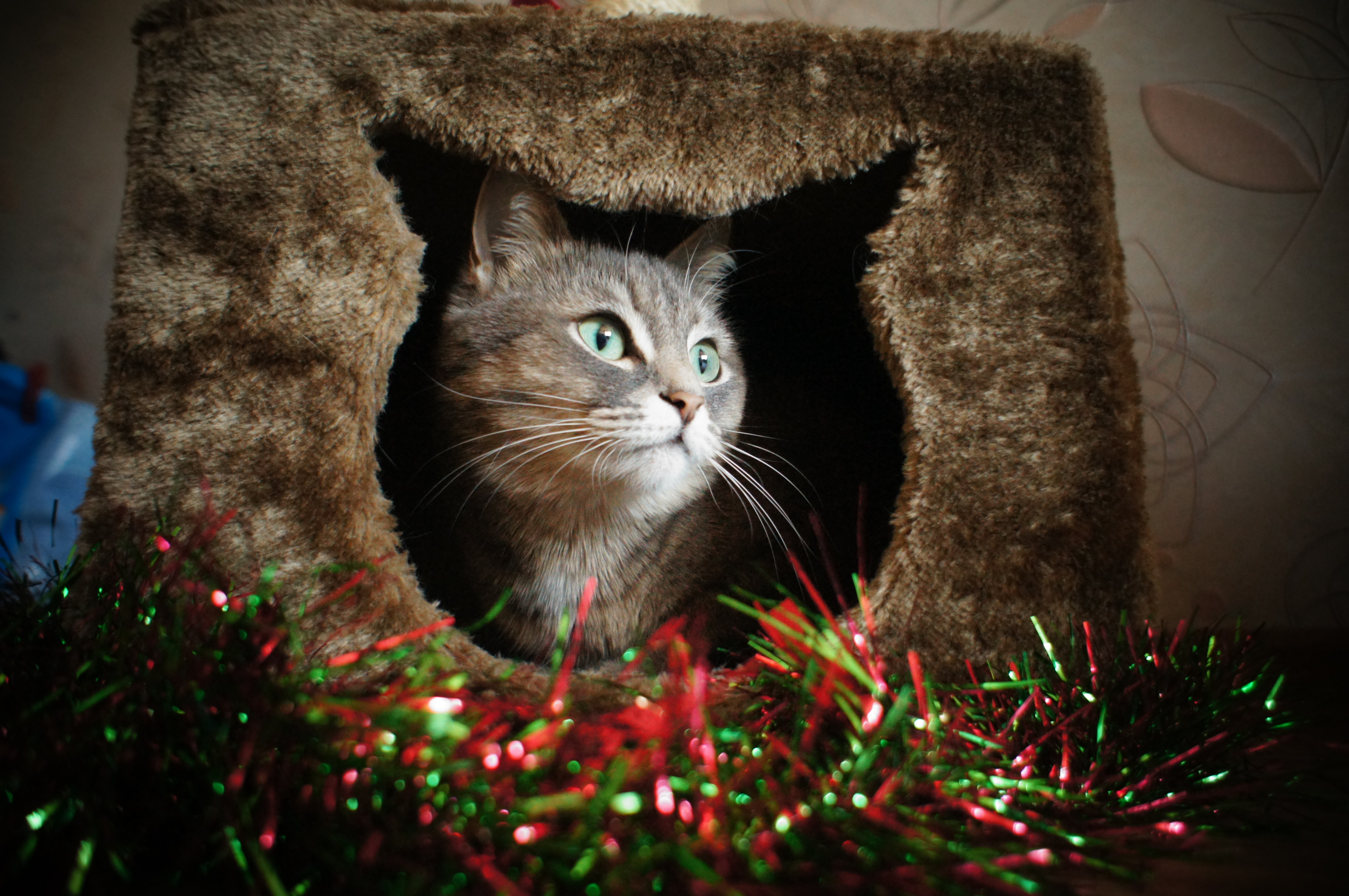 Baixe gratuitamente a imagem Animais, Gatos, Gato na área de trabalho do seu PC