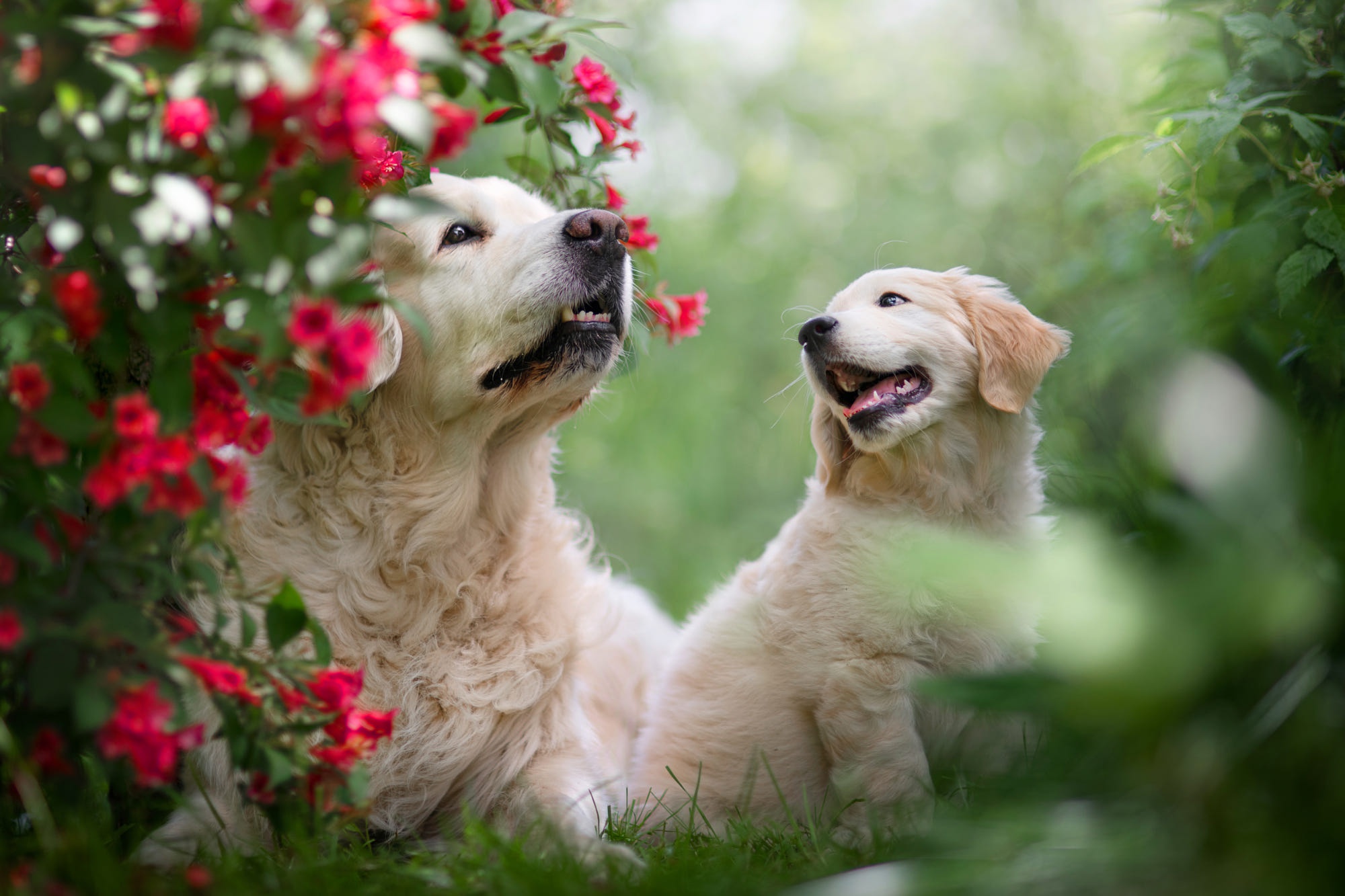 Download mobile wallpaper Dogs, Dog, Animal, Puppy, Labrador Retriever, Baby Animal for free.