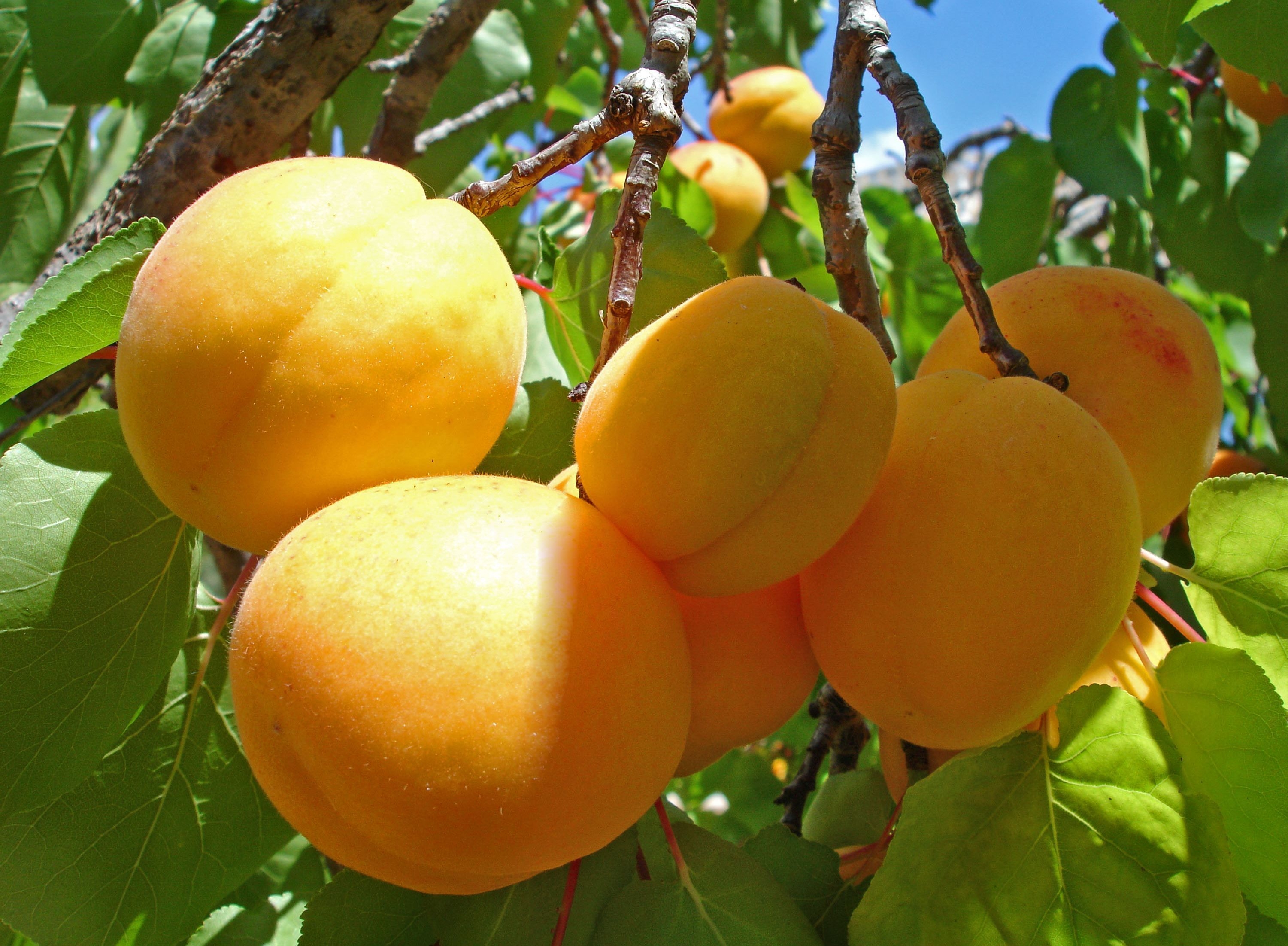 fruits, food, branch, ripe, harvest, apricots Panoramic Wallpaper