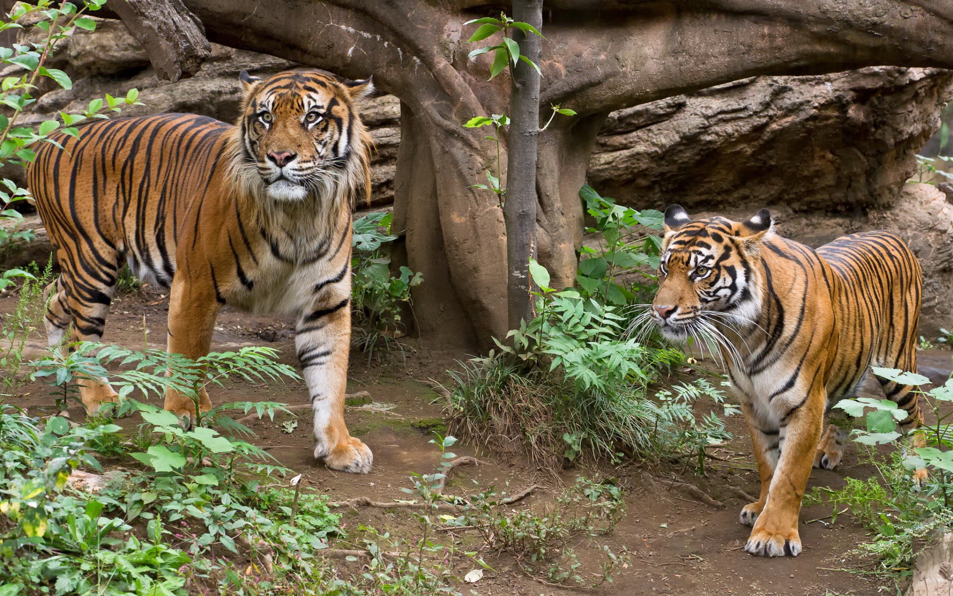 Descarga gratuita de fondo de pantalla para móvil de Gatos, Animales, Tigre.