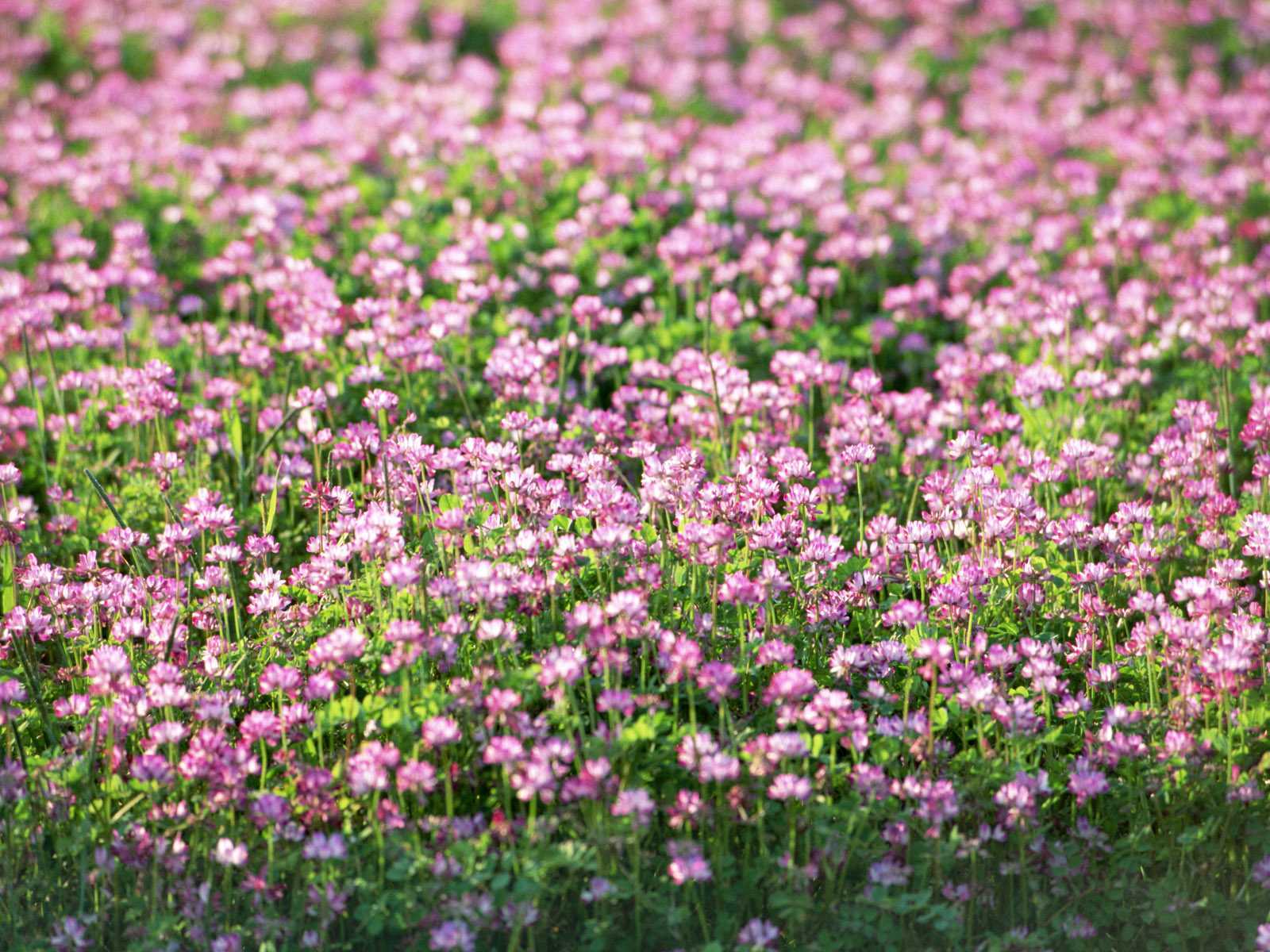 Free download wallpaper Flowers, Flower, Earth on your PC desktop