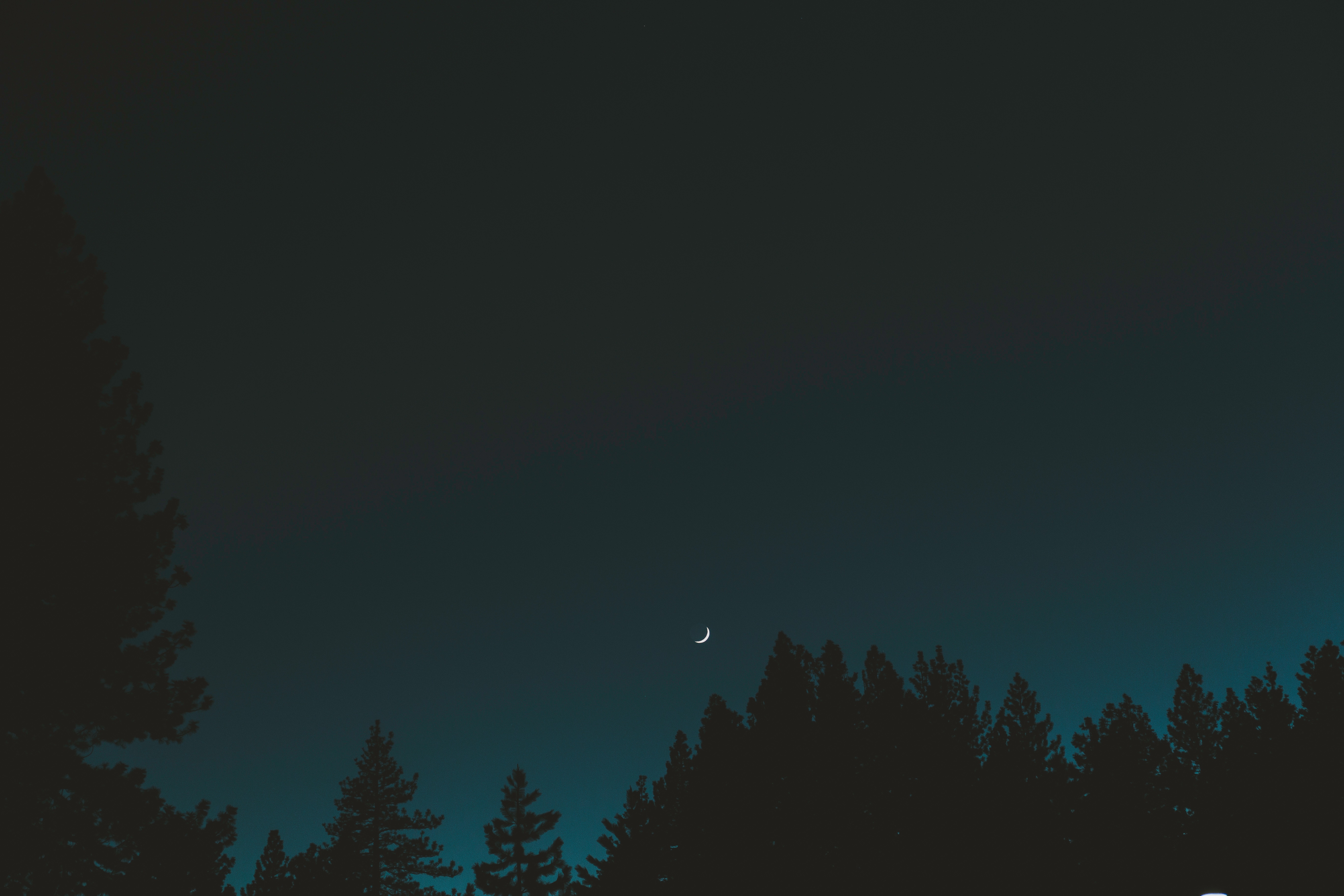 night, dark, trees, sky, moon, crescent