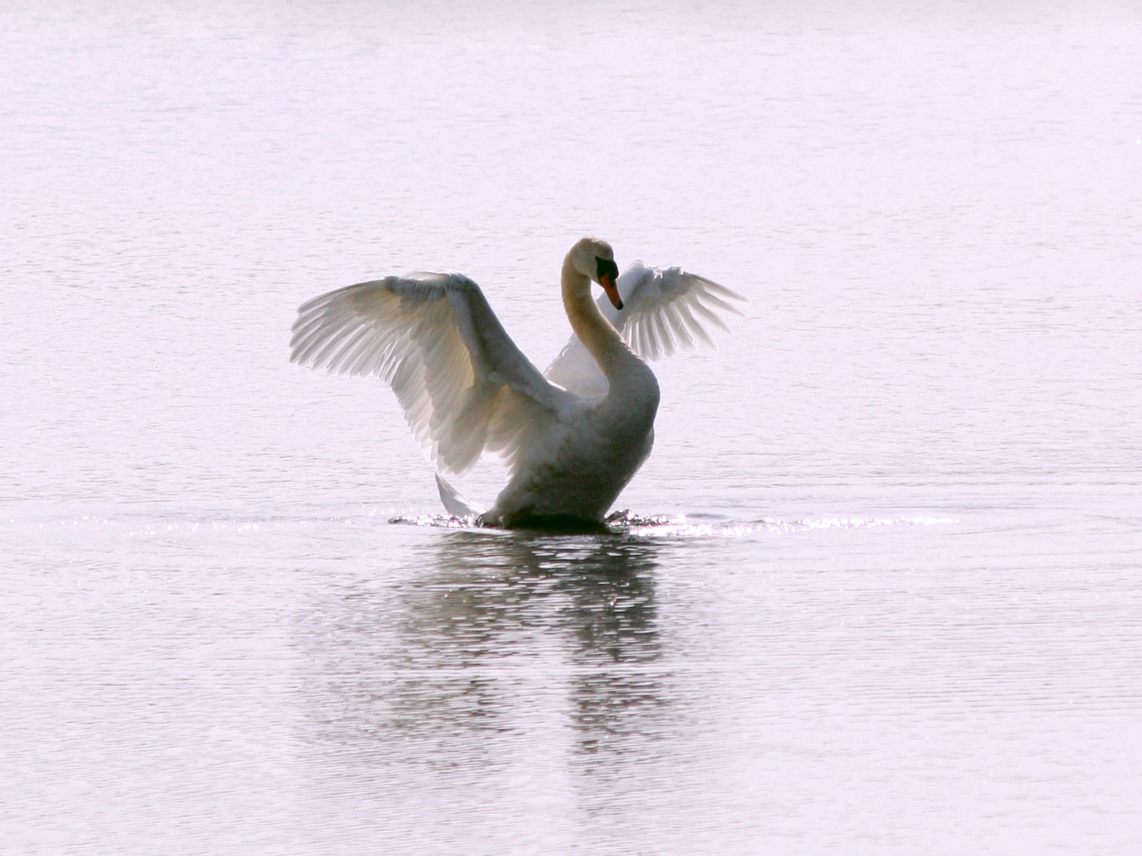 Baixe gratuitamente a imagem Animais, Aves, Pássaro, Cisne Mudo na área de trabalho do seu PC