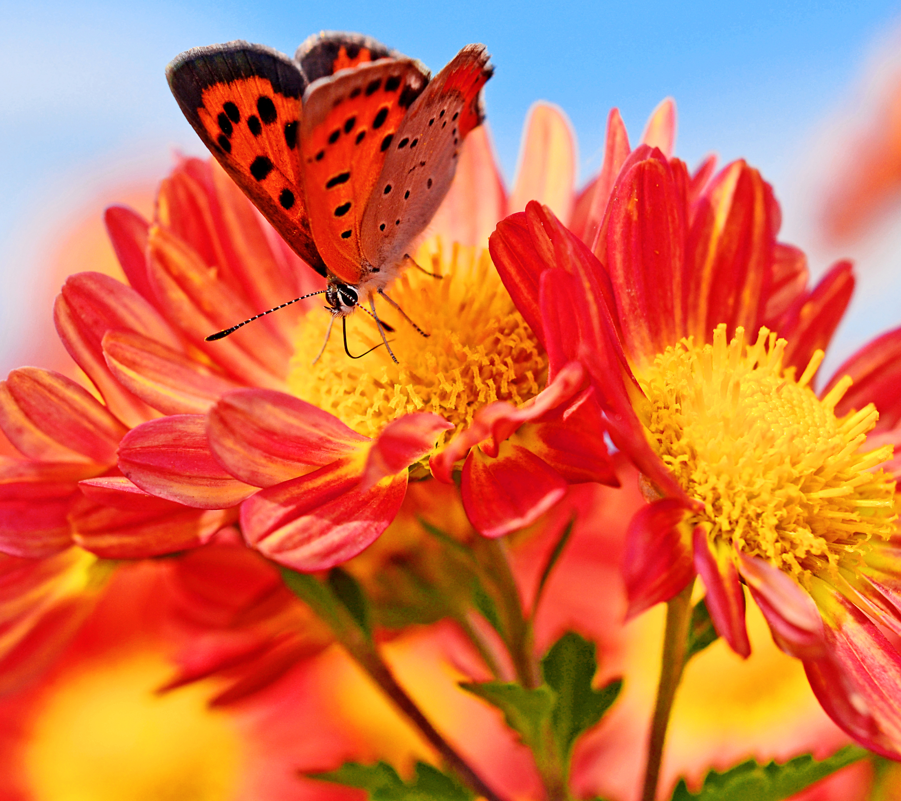 Download mobile wallpaper Flowers, Chrysanthemum, Macro, Earth, Butterfly, Bokeh for free.