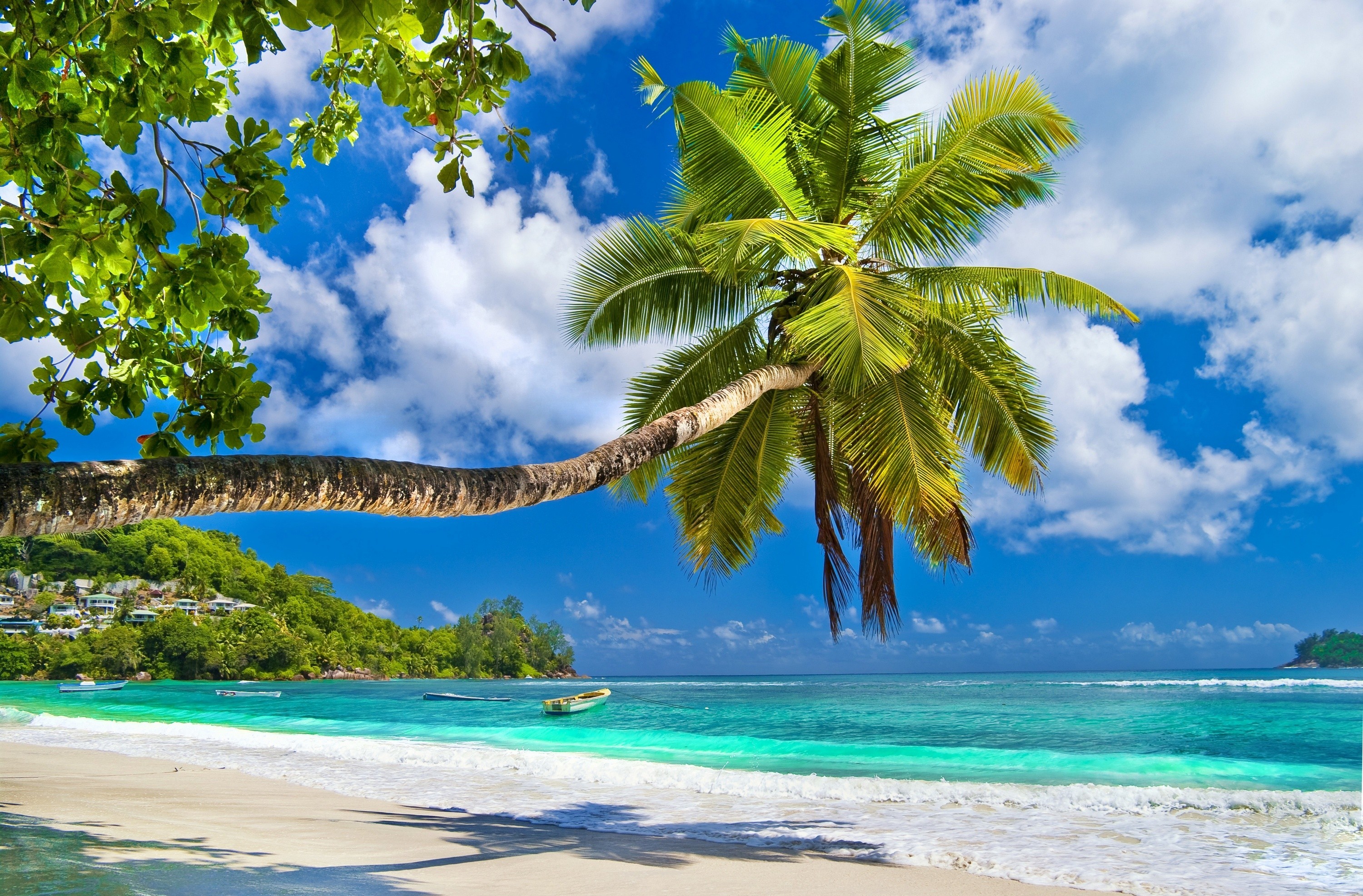 Free download wallpaper Beach, Sand, Earth, Tropics, Palm Tree on your PC desktop