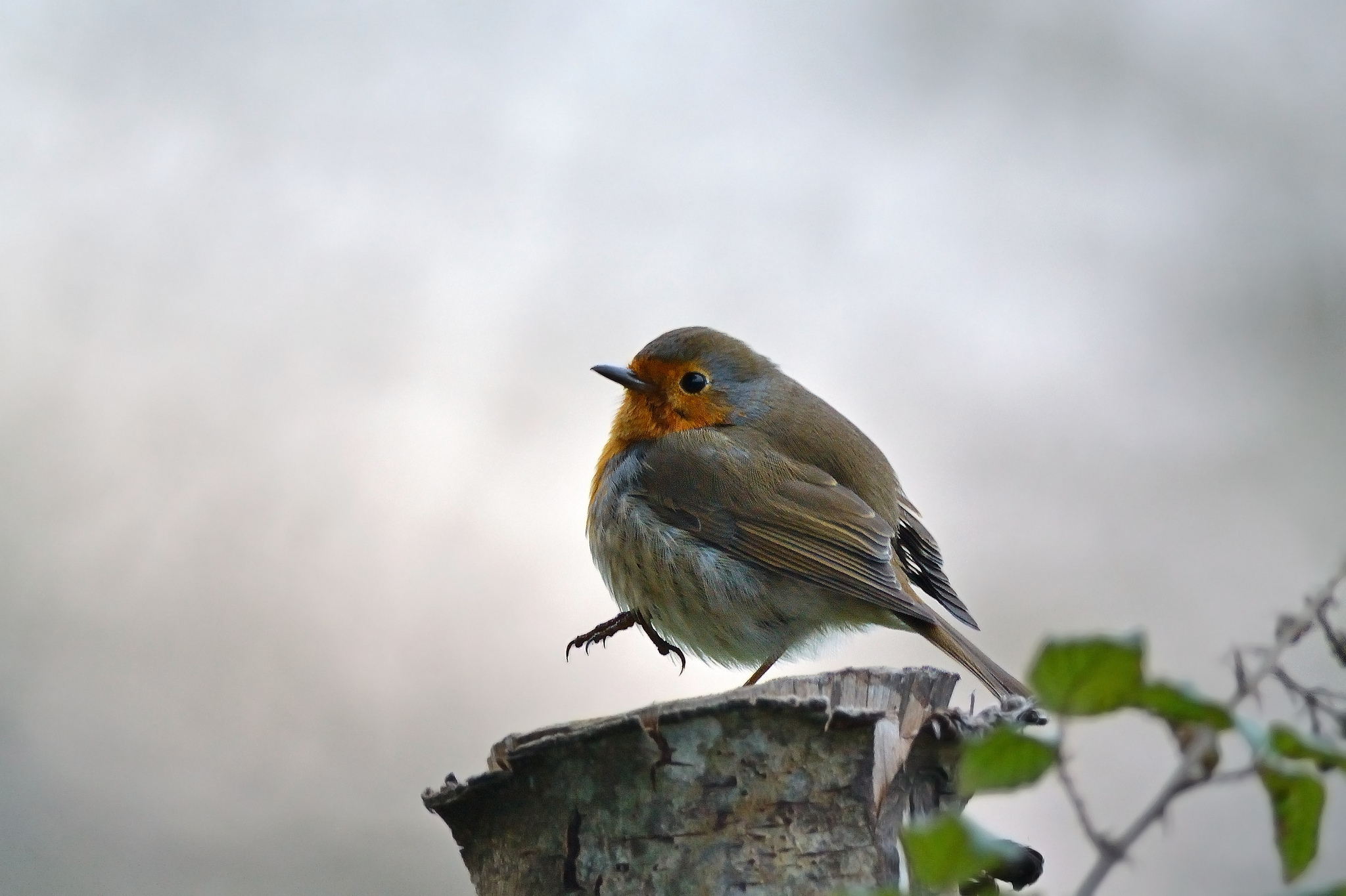 Desktop Backgrounds Birds 