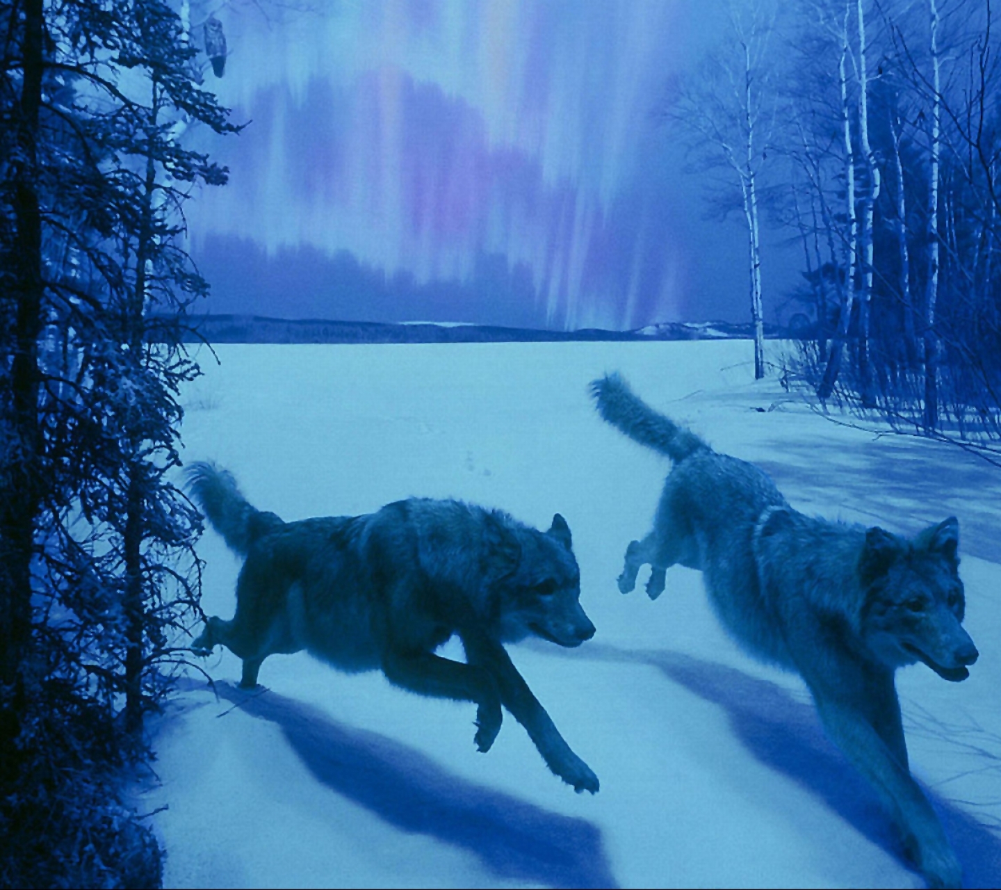 Free download wallpaper Nature, Wolf, Animal, Wolves on your PC desktop