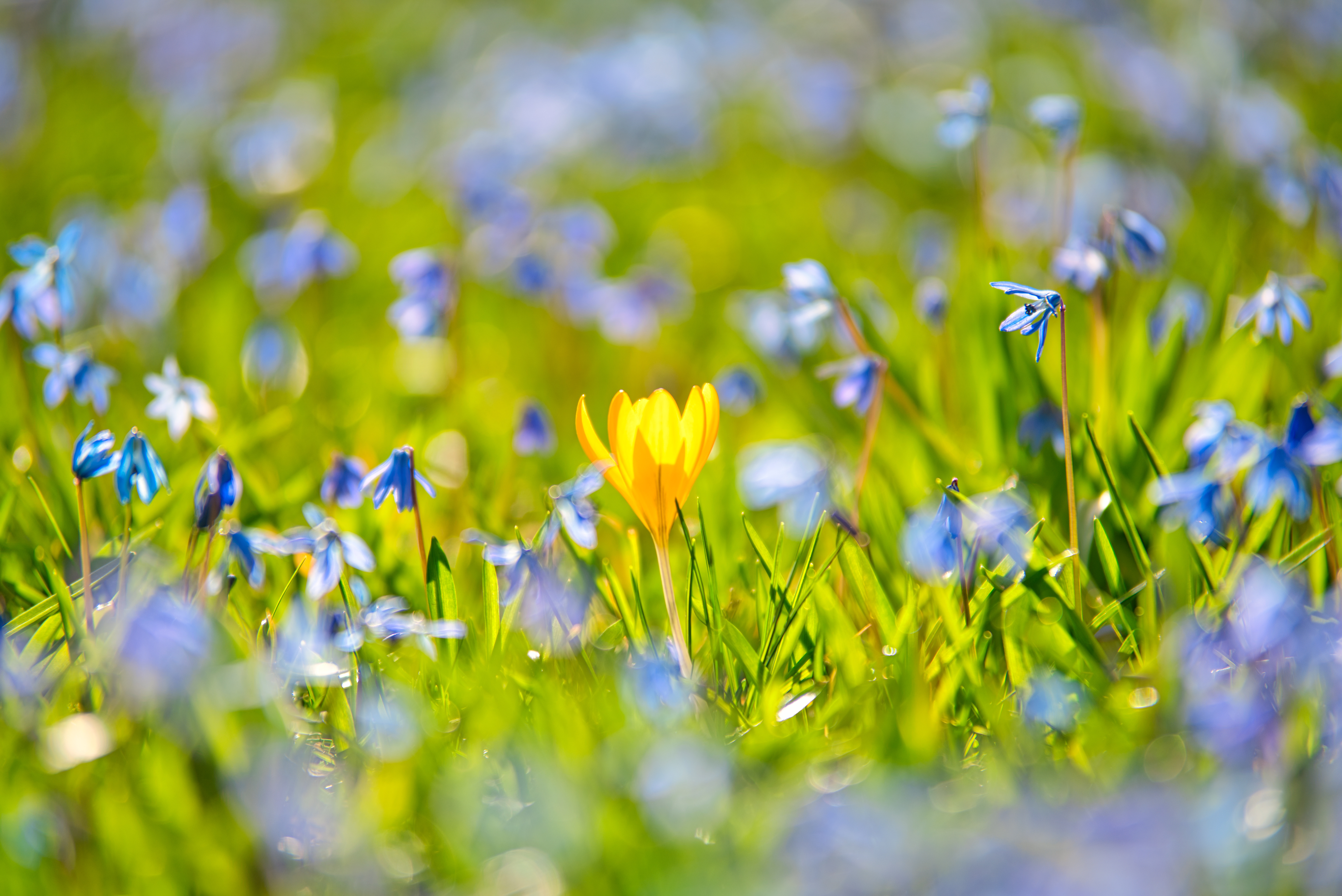 PCデスクトップにフラワーズ, 閉じる, 地球, 春, クロッカス, 黄色い花, 青い花画像を無料でダウンロード