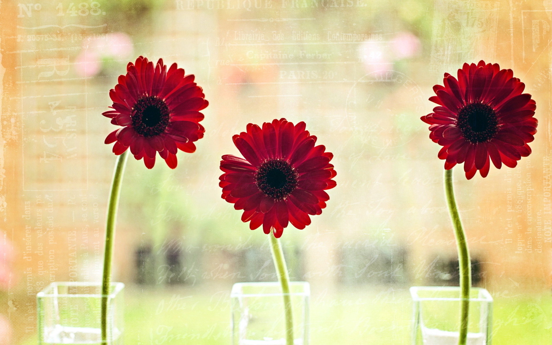 Laden Sie das Blume, Fotografie, Stillleben-Bild kostenlos auf Ihren PC-Desktop herunter