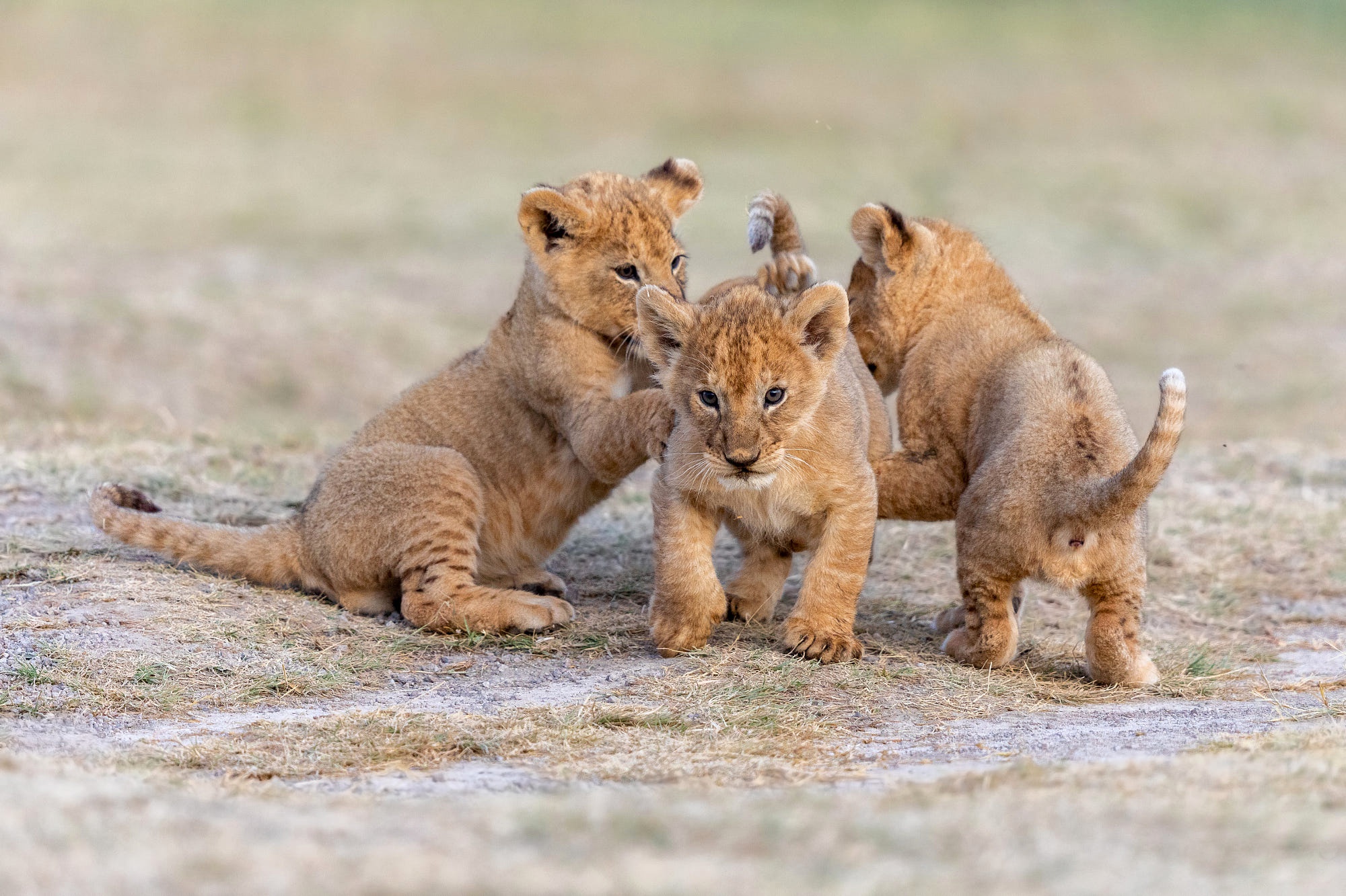 Download mobile wallpaper Cats, Lion, Animal, Baby Animal, Cub for free.