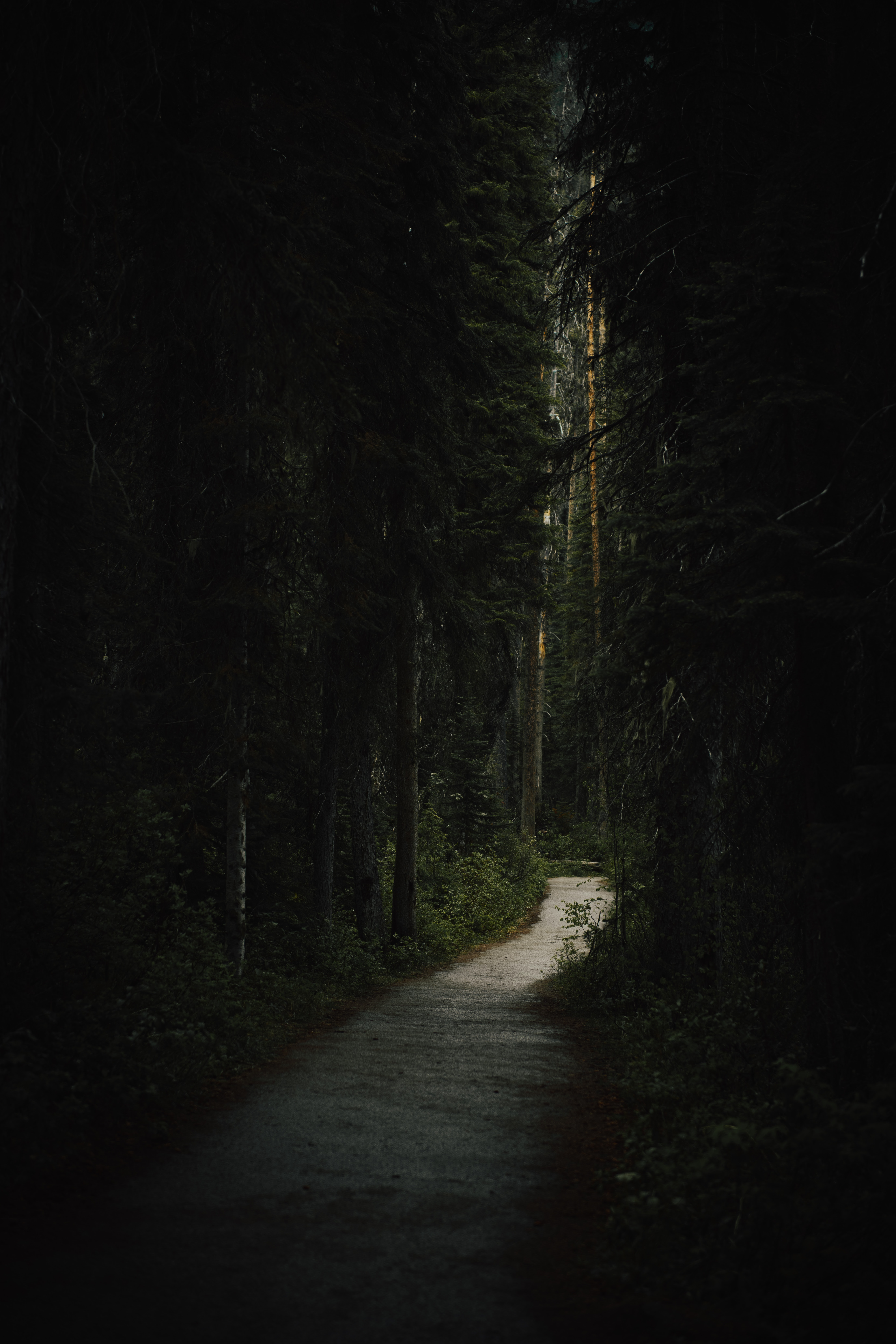 Free download wallpaper Trees, Path, Nature, Forest, Dark on your PC desktop