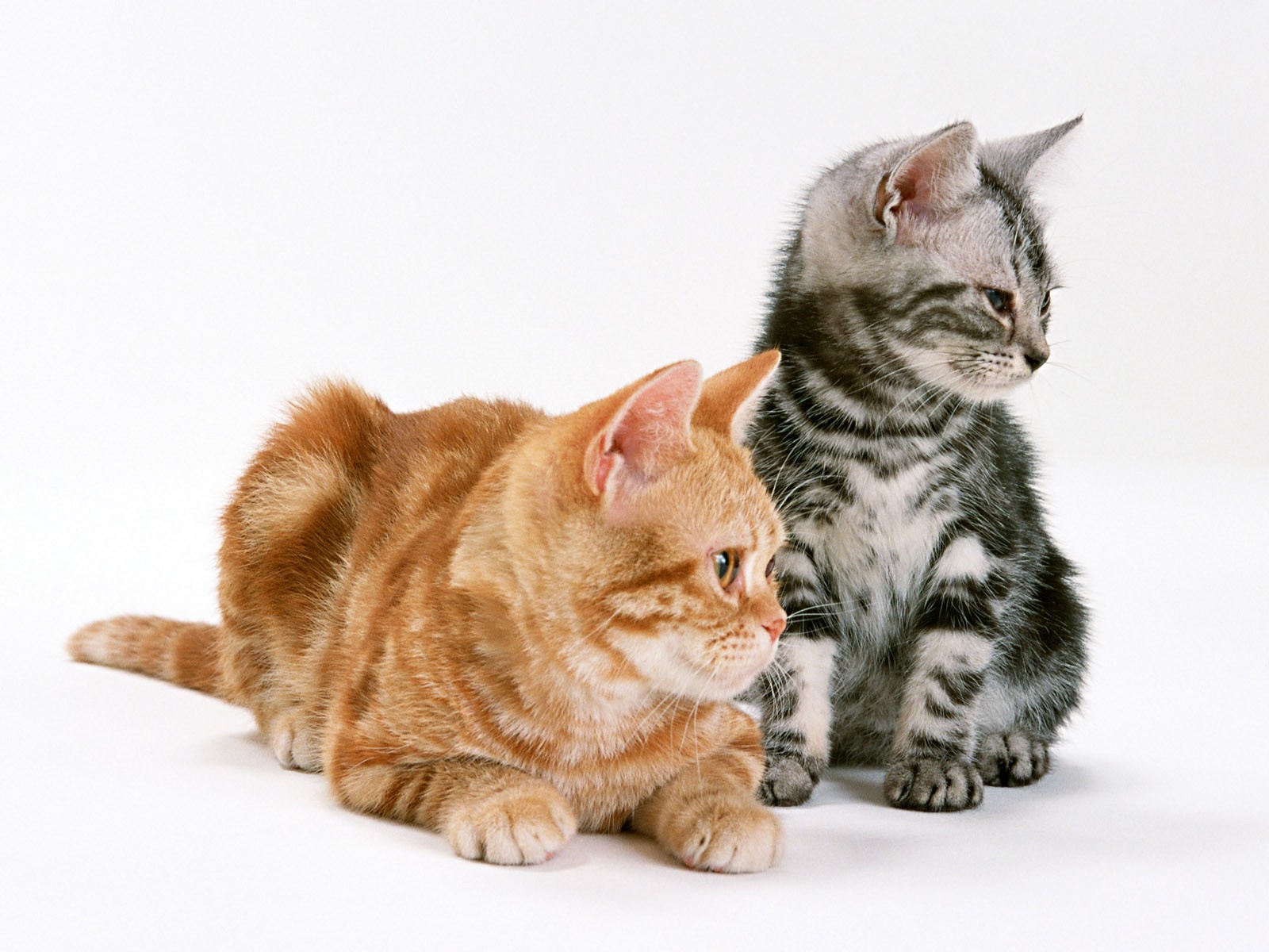 Скачать обои бесплатно Кошка, Животные, Кошки картинка на рабочий стол ПК