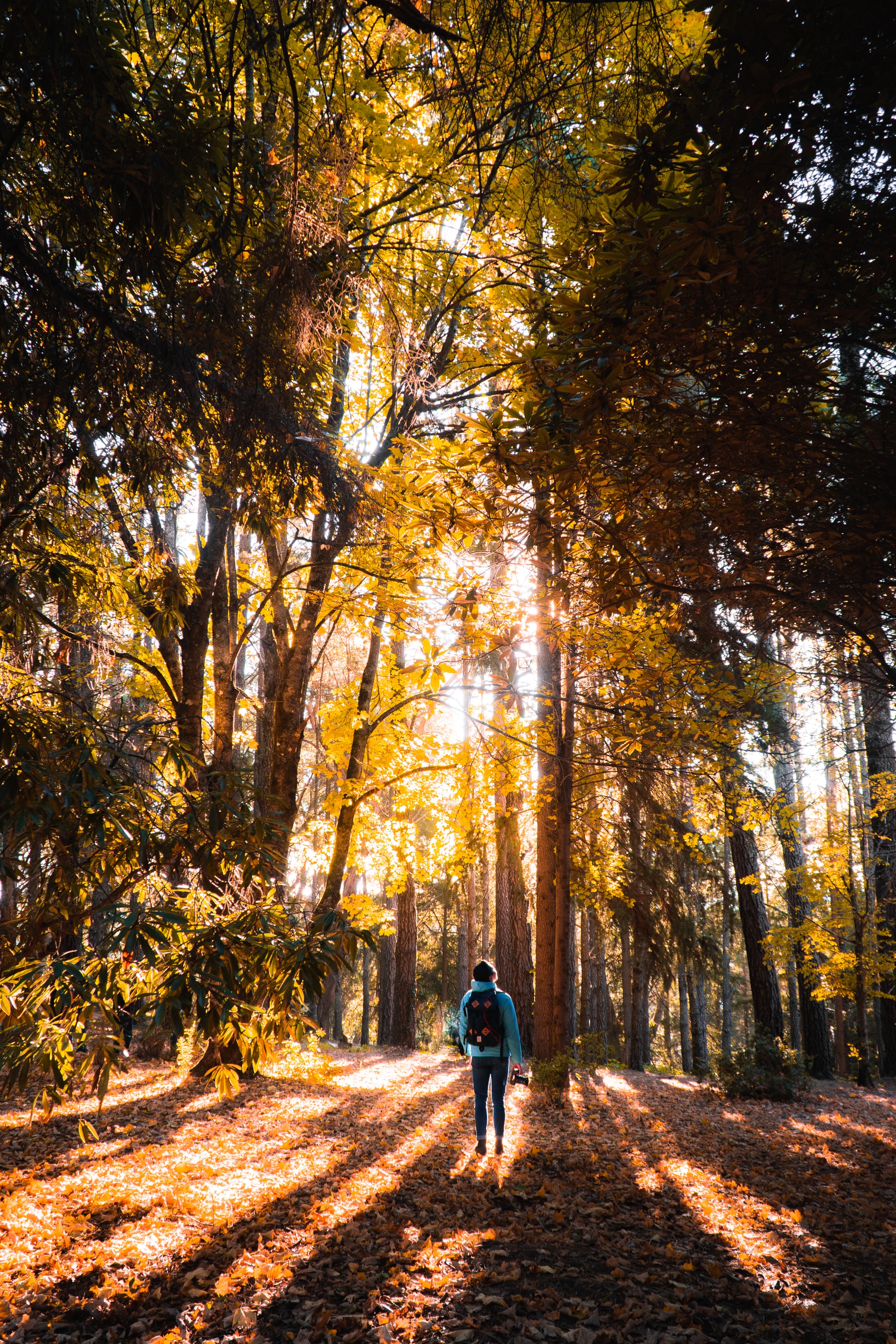 Téléchargez gratuitement l'image Forêt, Arbres, Briller, Lumière, Humain, Personne, Lumière Du Soleil, Nature sur le bureau de votre PC