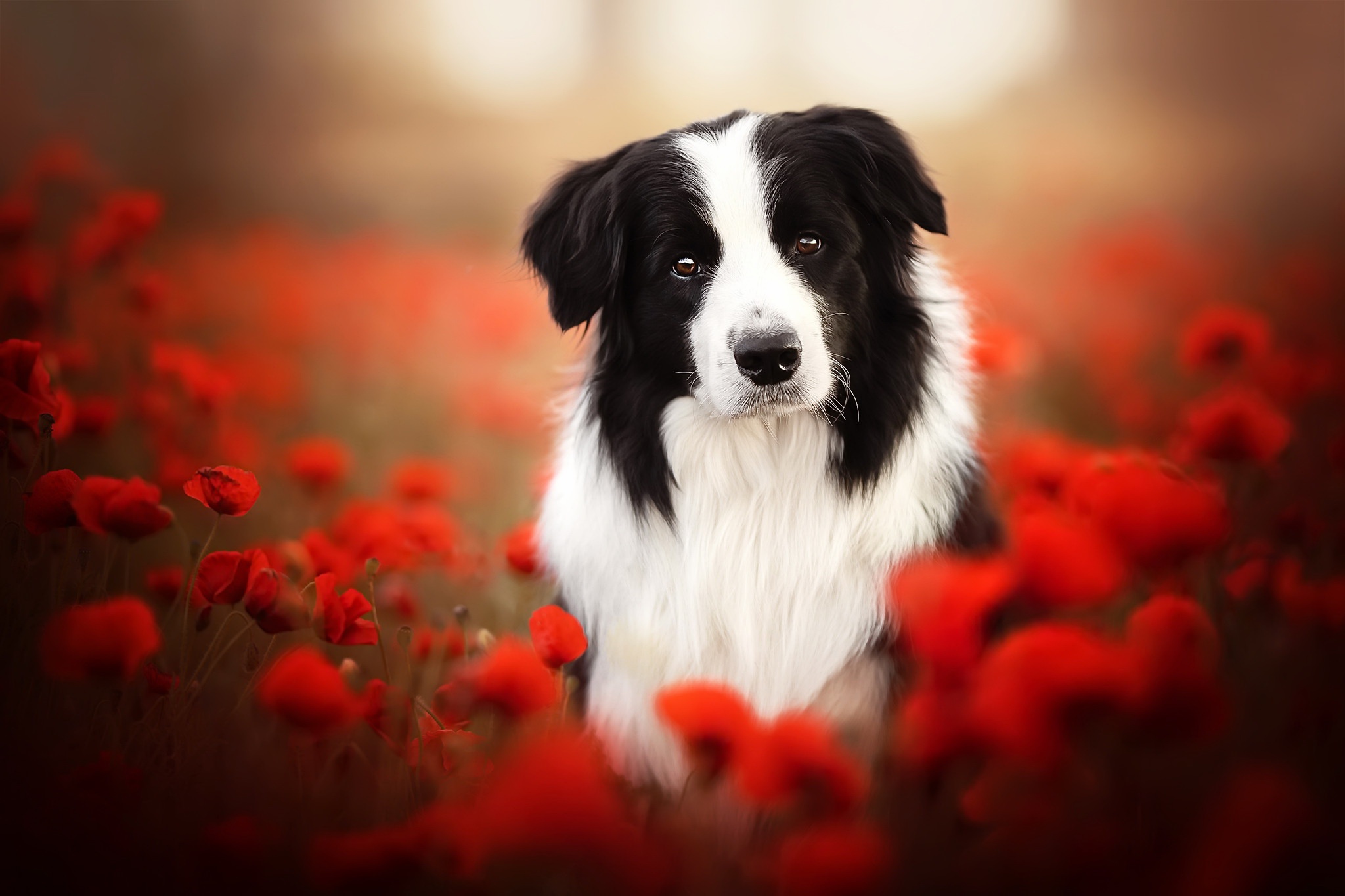 Handy-Wallpaper Tiere, Hunde, Mohn, Hund, Border Collie, Rote Blume, Tiefenschärfe kostenlos herunterladen.