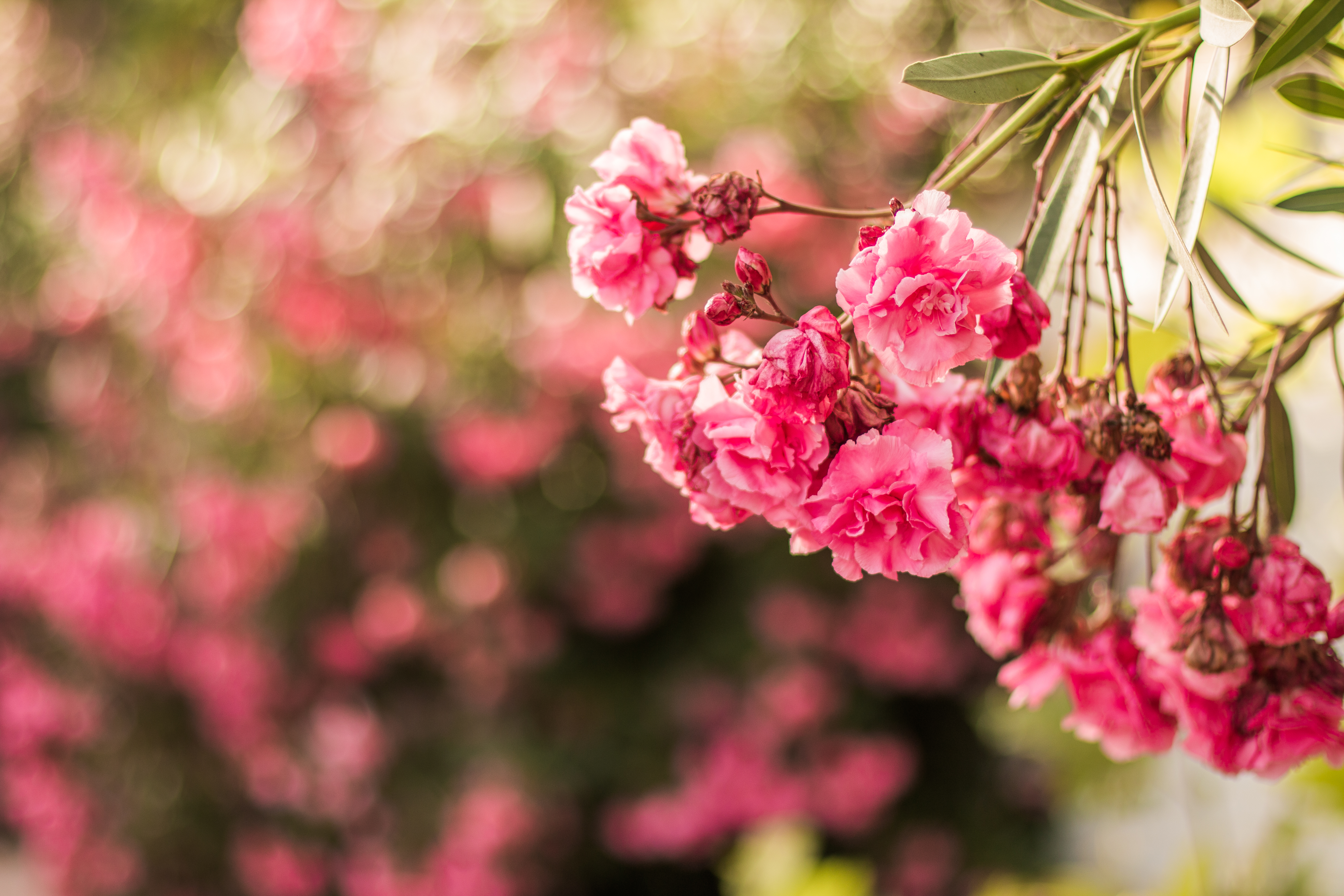 Free download wallpaper Nature, Flowers, Flower, Earth, Spring, Bokeh, Blossom, Pink Flower on your PC desktop