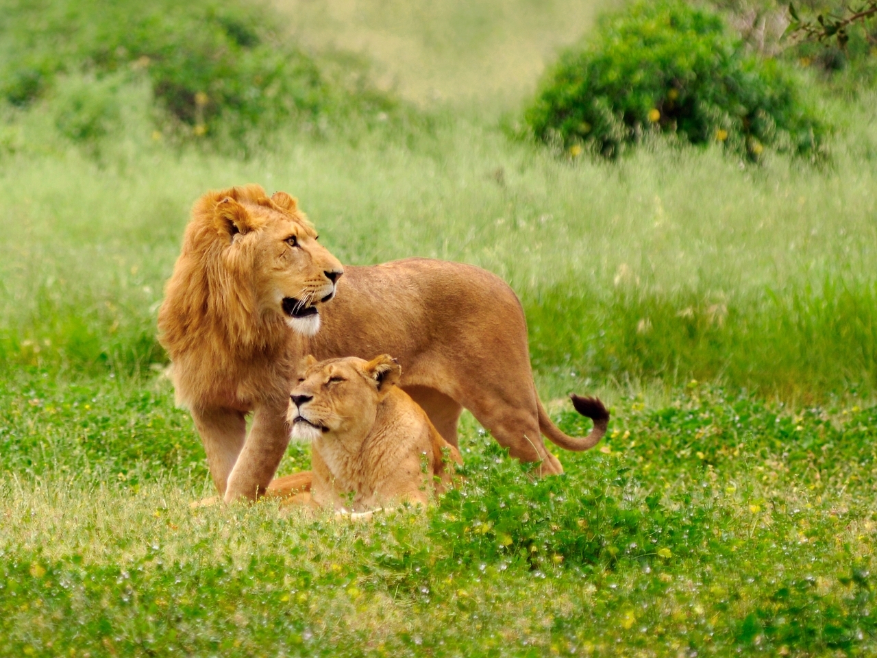 lions, animals QHD