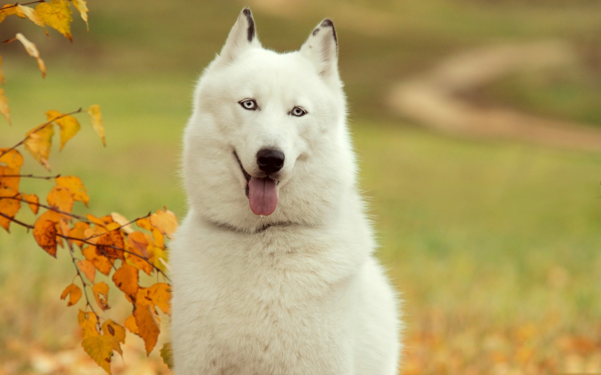 Free download wallpaper Dog, Animal on your PC desktop