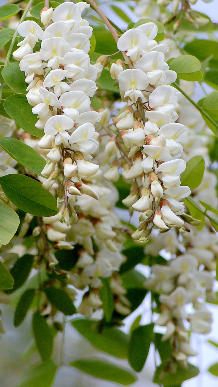 Baixar papel de parede para celular de Flores, Floração, Terra/natureza gratuito.