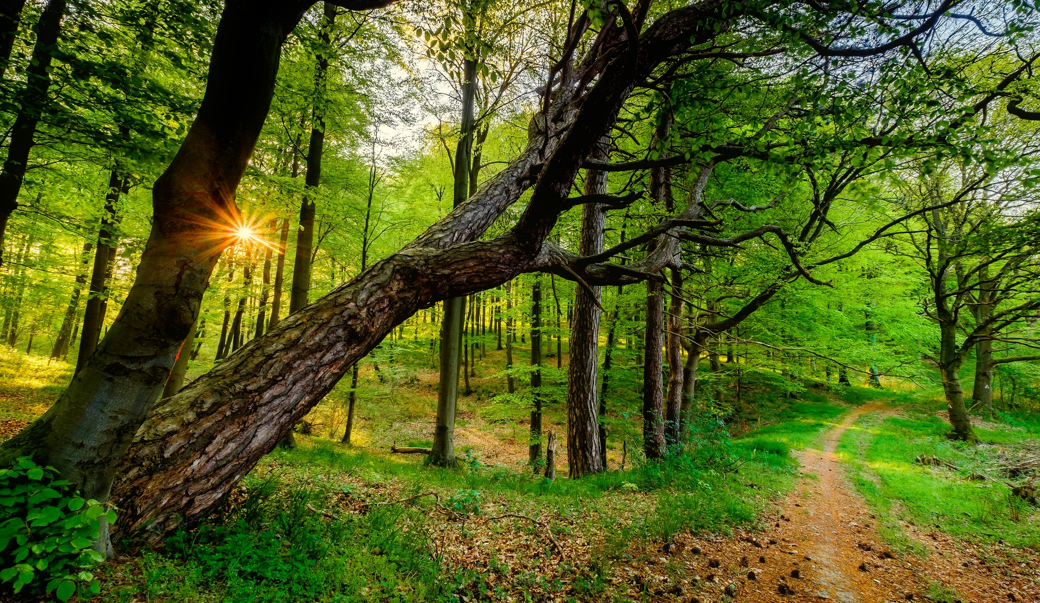 Скачать картинку Дорога, Лес, Зеленый, Земля/природа в телефон бесплатно.