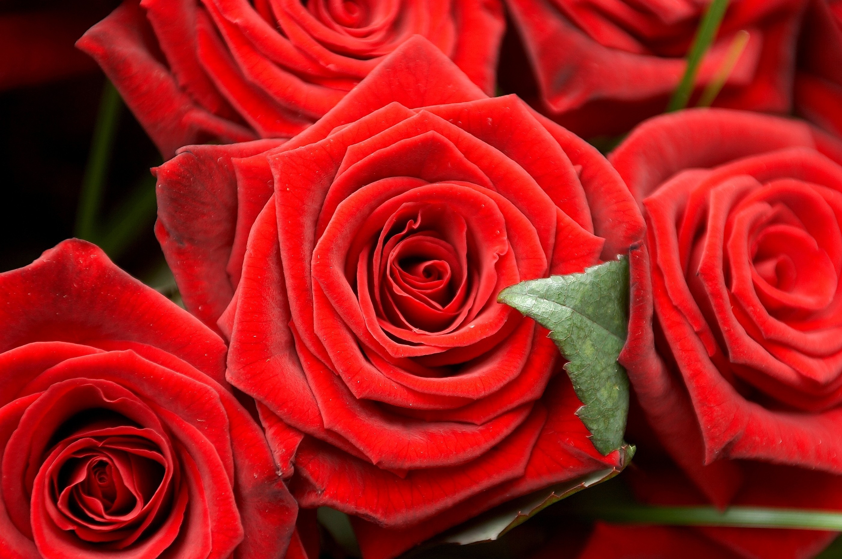 Download mobile wallpaper Roses, Close Up, Flowers, Buds for free.