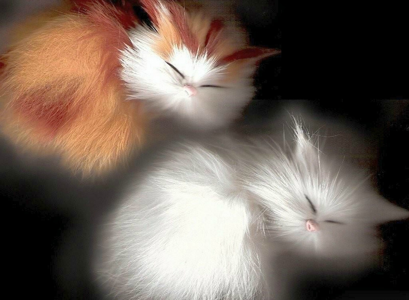 Download mobile wallpaper Cat, Cats, Animal for free.