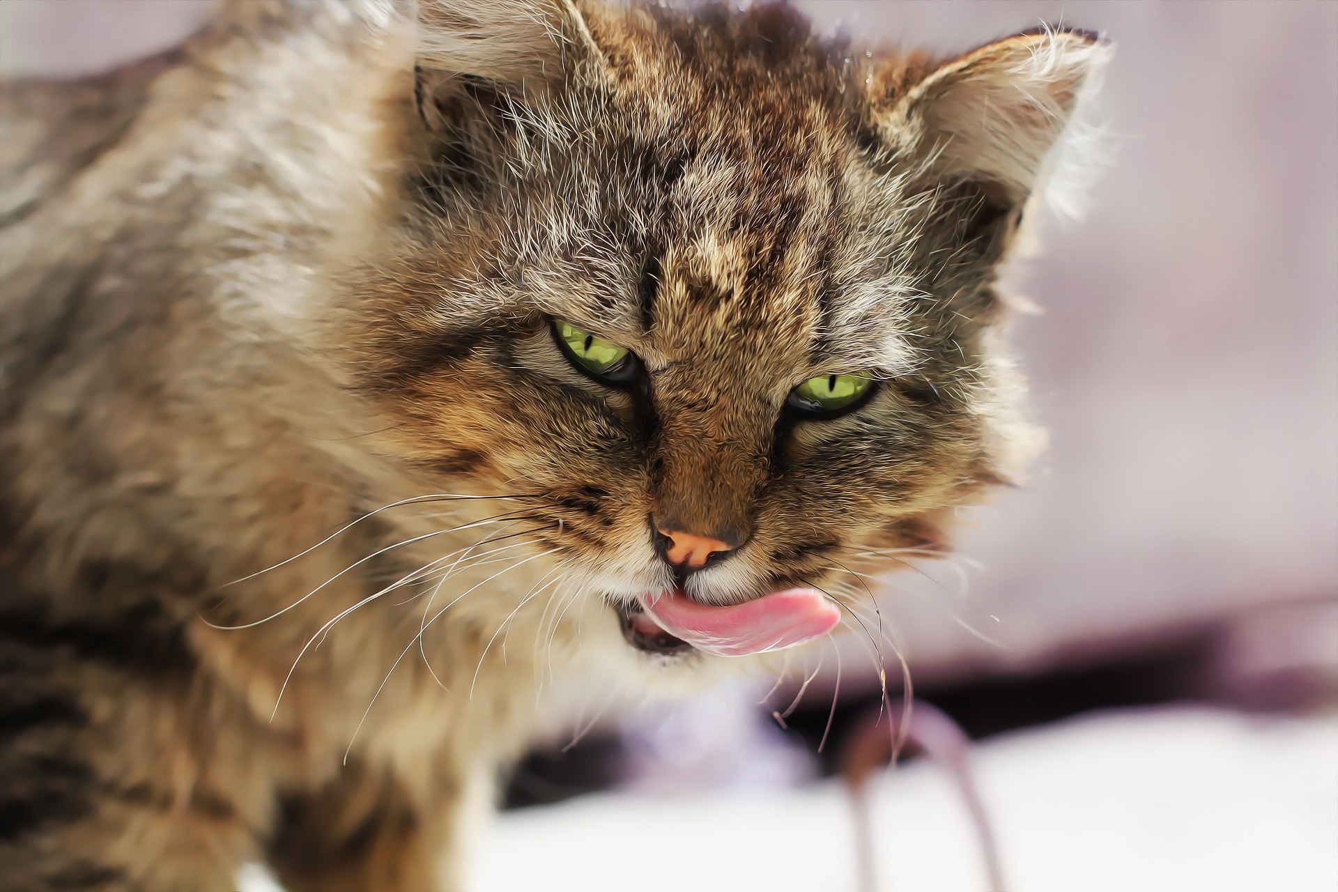 Baixe gratuitamente a imagem Animais, Gatos, Gato na área de trabalho do seu PC