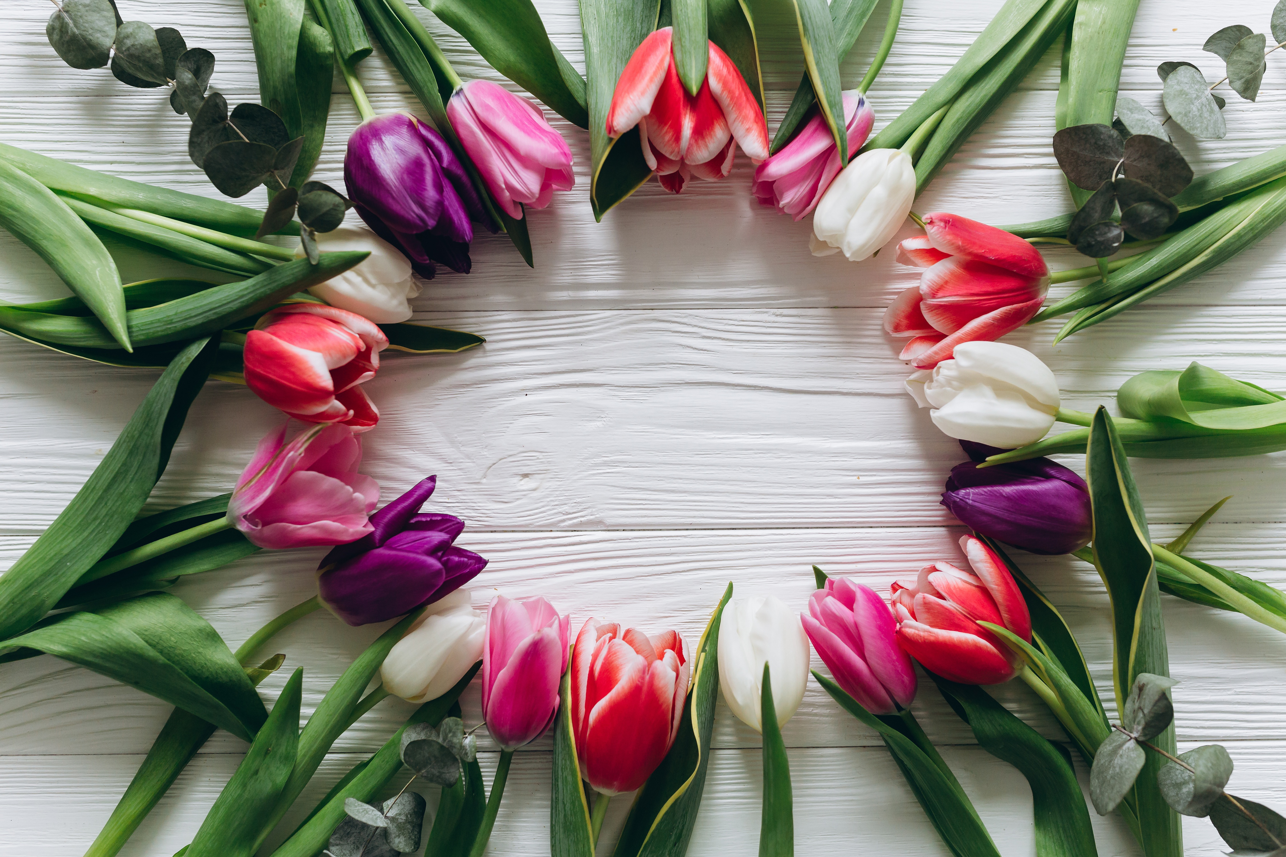 Descarga gratuita de fondo de pantalla para móvil de Flor, Tulipán, Flor Blanca, Flor Purpura, Flor Roja, Hecho Por El Hombre.