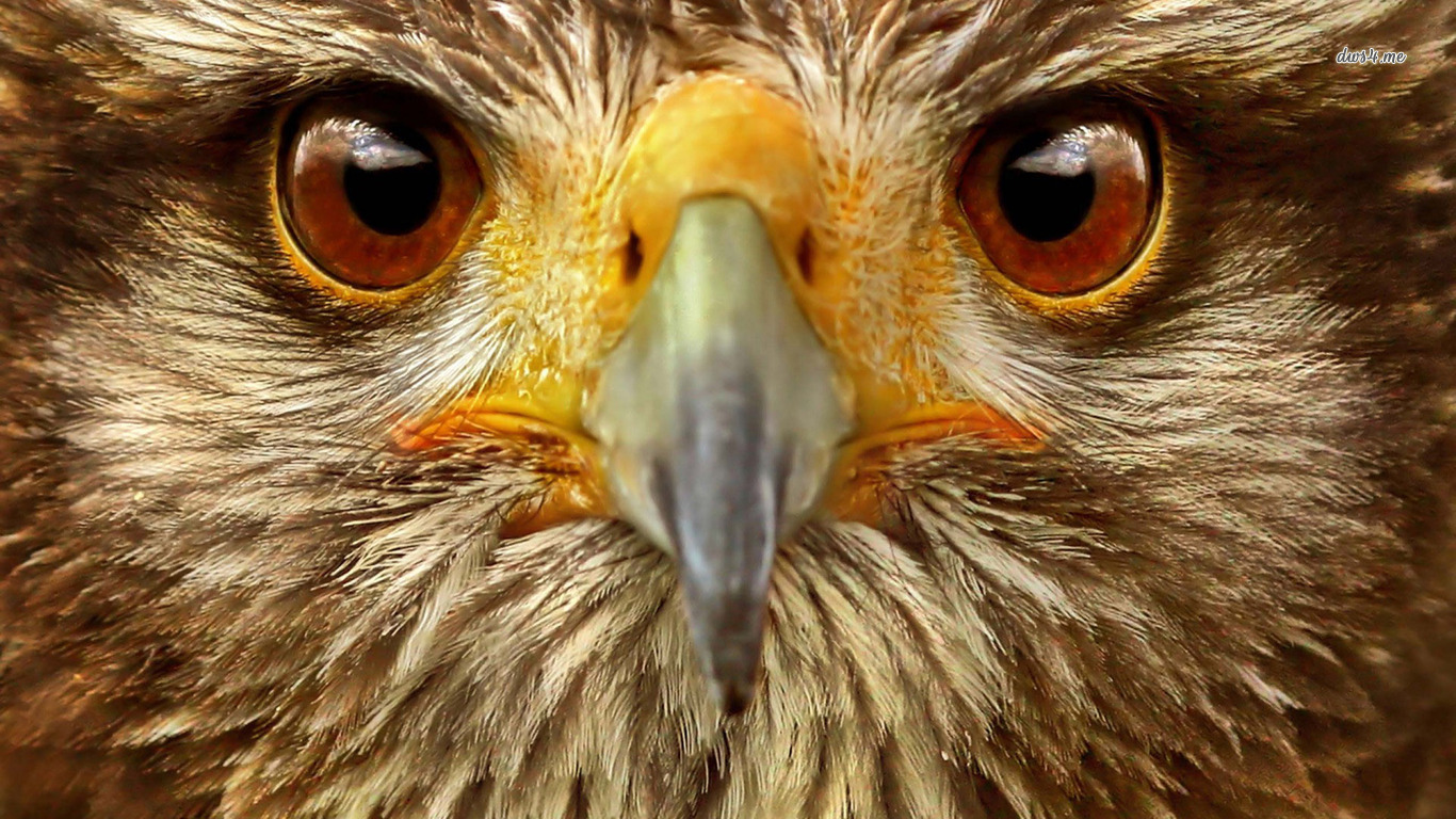 PCデスクトップに動物, 鳥, 鷹画像を無料でダウンロード