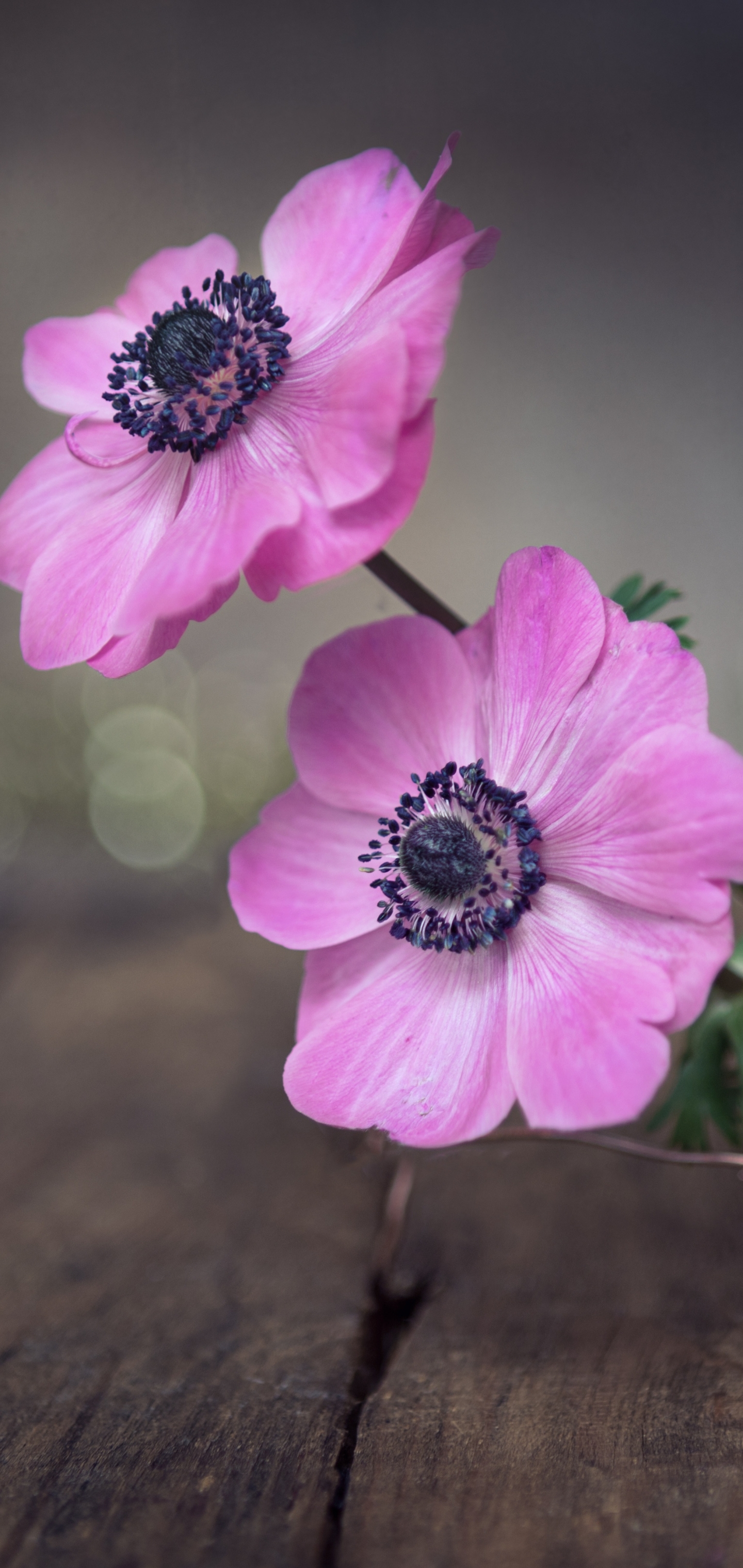 Download mobile wallpaper Flower, Anemone, Man Made for free.