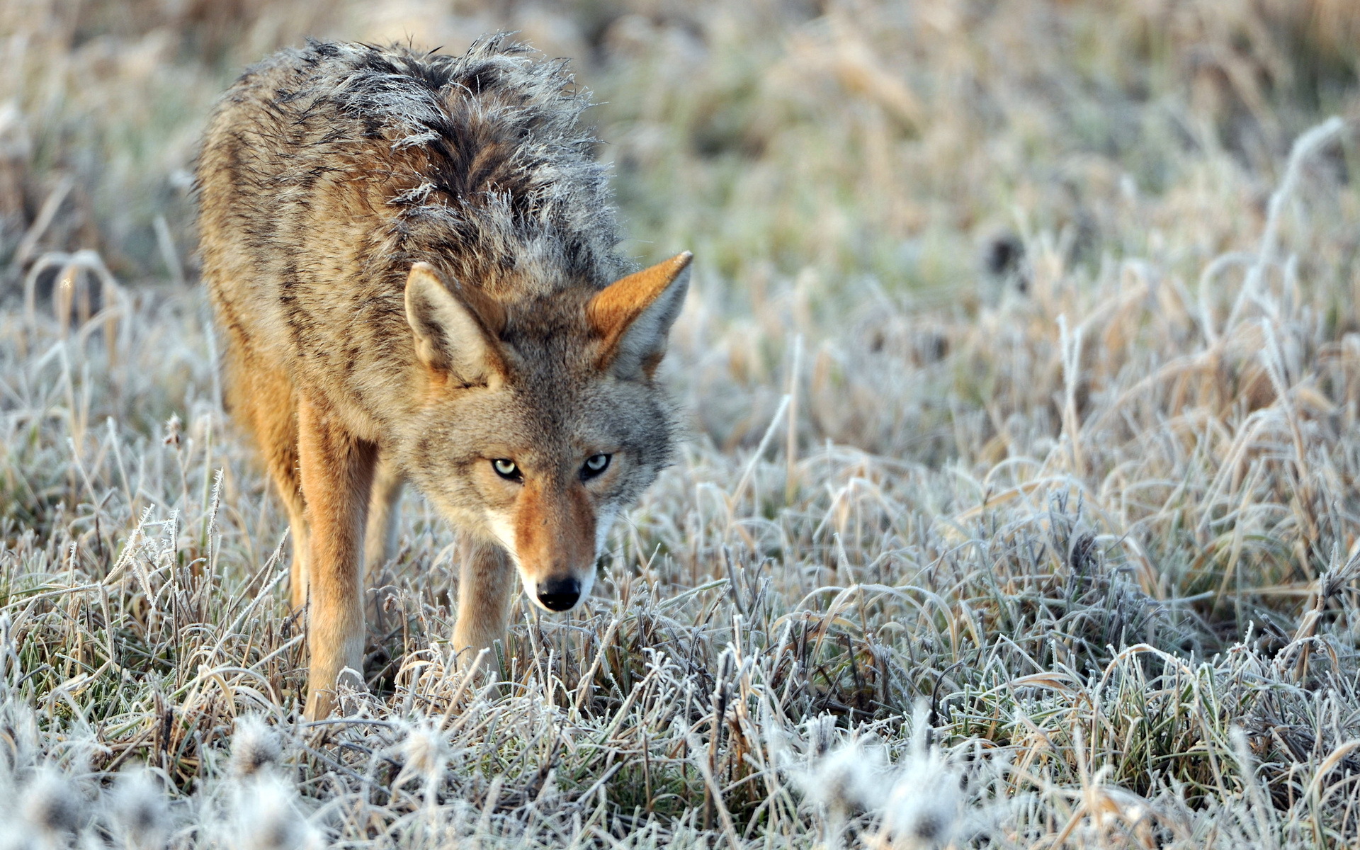 608826 descargar imagen animales, coyote, canino: fondos de pantalla y protectores de pantalla gratis