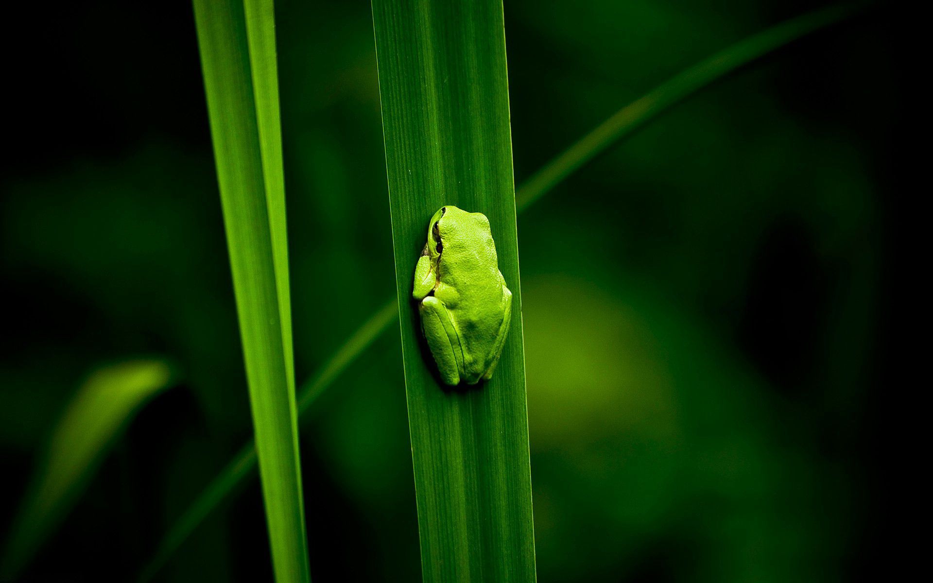 animals, swamp, plant, climb, frog Phone Background