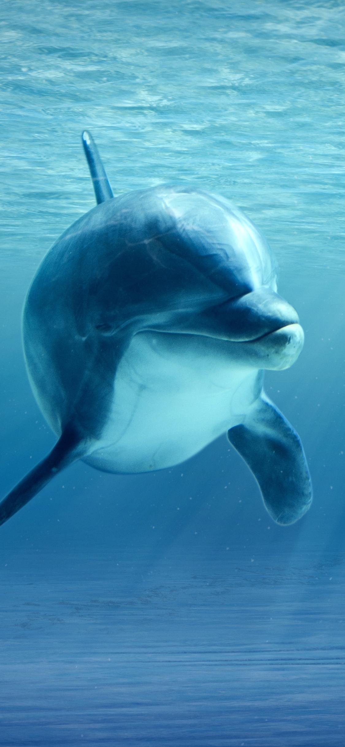 Download mobile wallpaper Animal, Dolphin, Underwater, Sunbeam, Baby Animal, Sea Life, Sunbean for free.