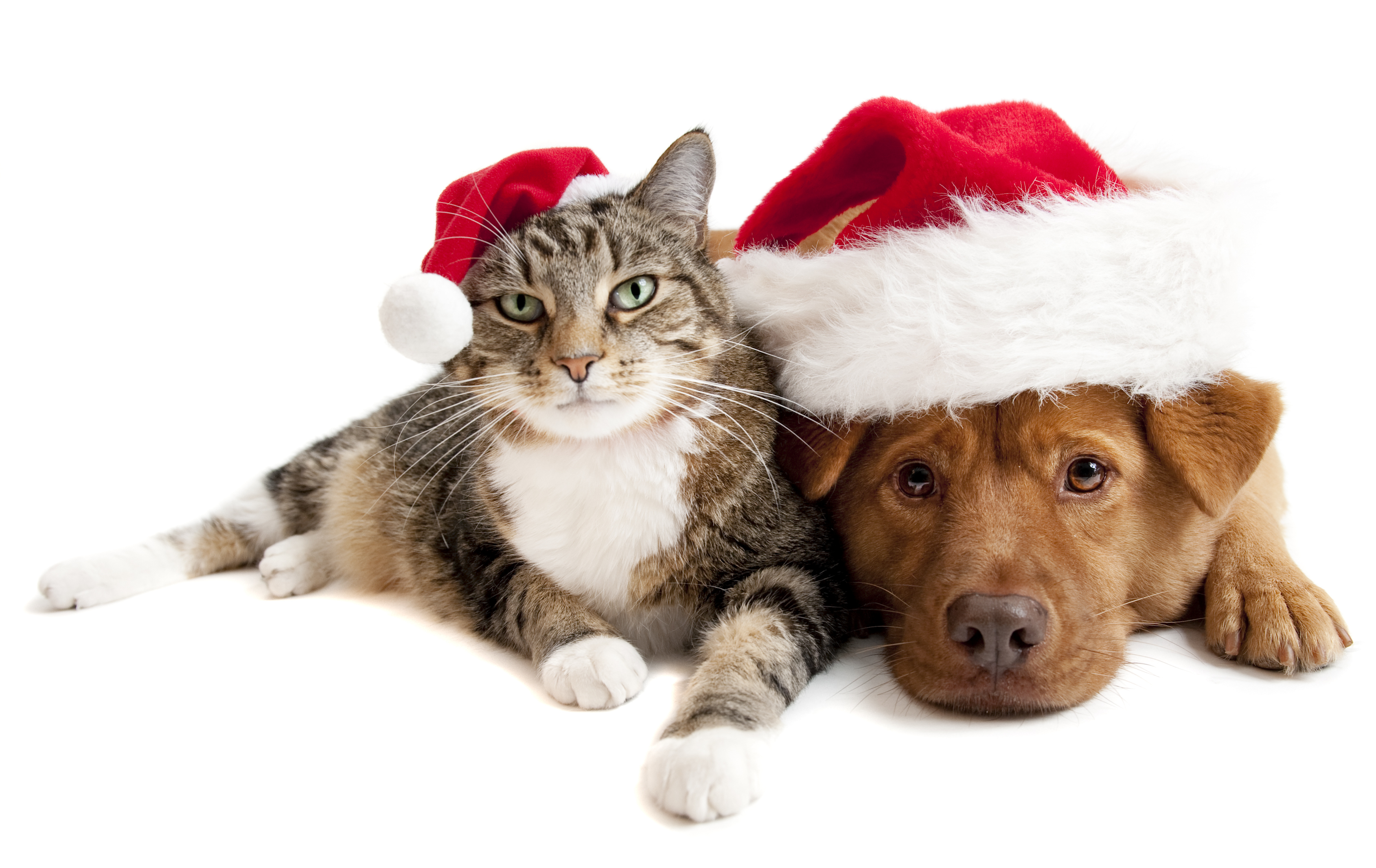 Скачать обои бесплатно Животные, Собака, Рождество, Кошка, Шляпа Санты, Котопес картинка на рабочий стол ПК