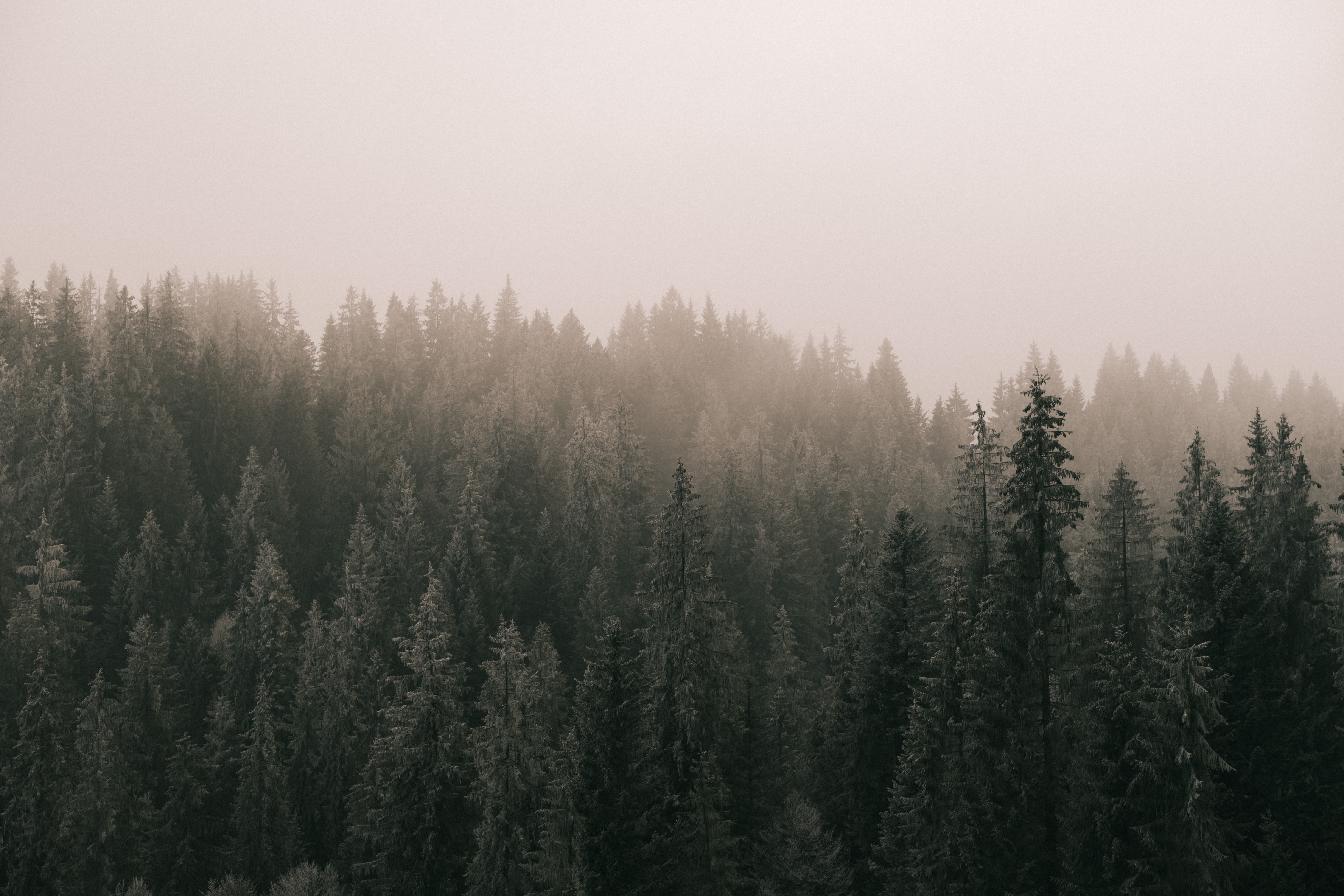 96488 скачать картинку туман, природа, деревья, сосны, лес - обои и заставки бесплатно