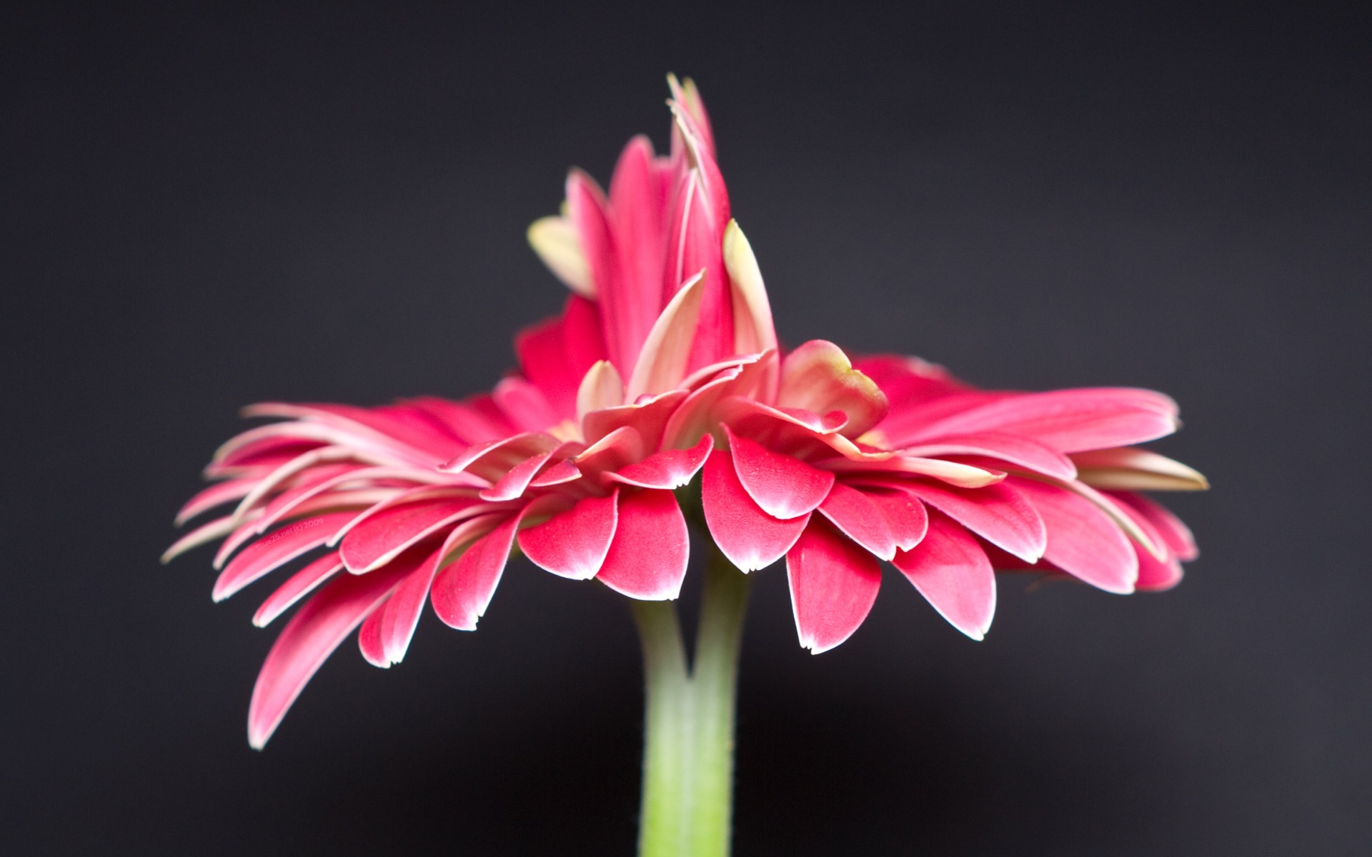 Descarga gratuita de fondo de pantalla para móvil de Flores, Flor, Tierra/naturaleza.