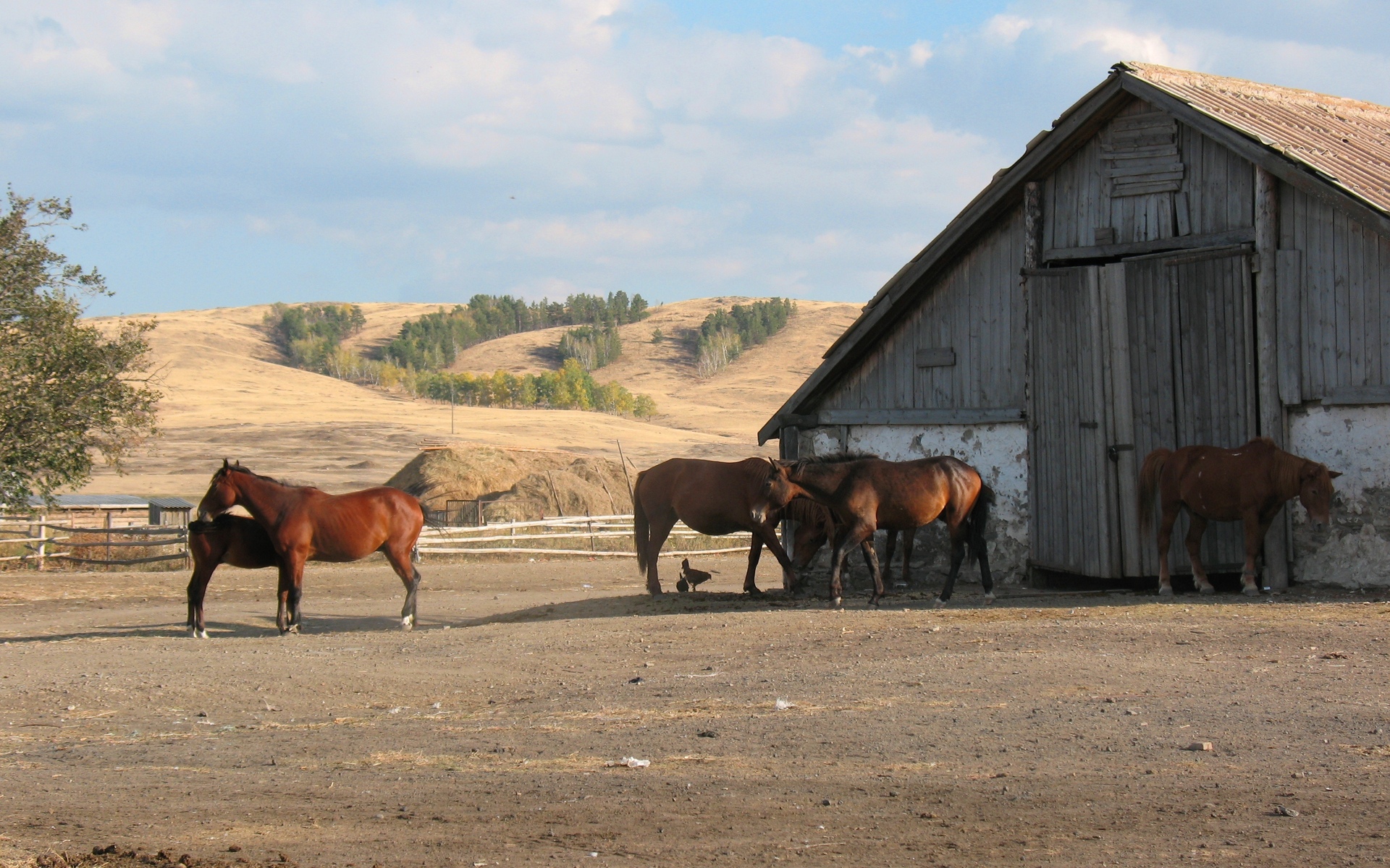 無料モバイル壁紙動物, 馬, 納屋, 農場をダウンロードします。