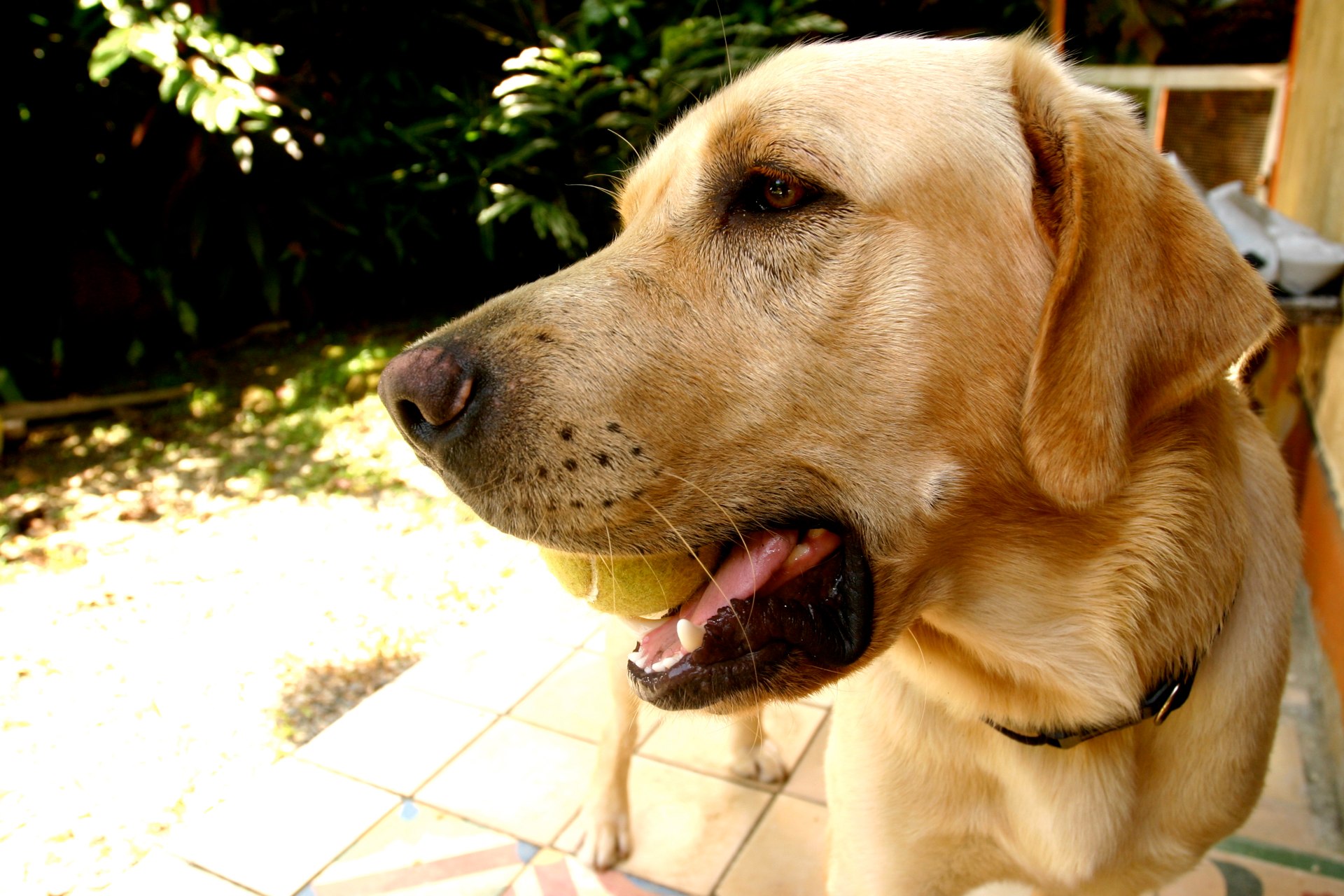 Baixar papel de parede para celular de Labrador Retriever, Cães, Cão, Animais gratuito.