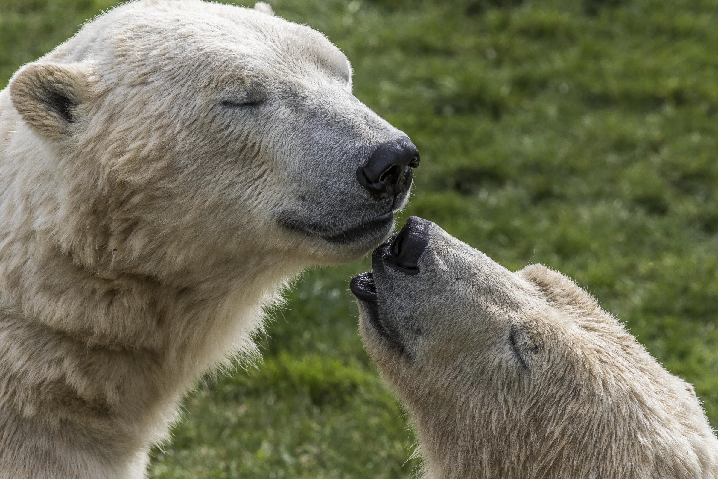 Free download wallpaper Bears, Animal, Polar Bear on your PC desktop